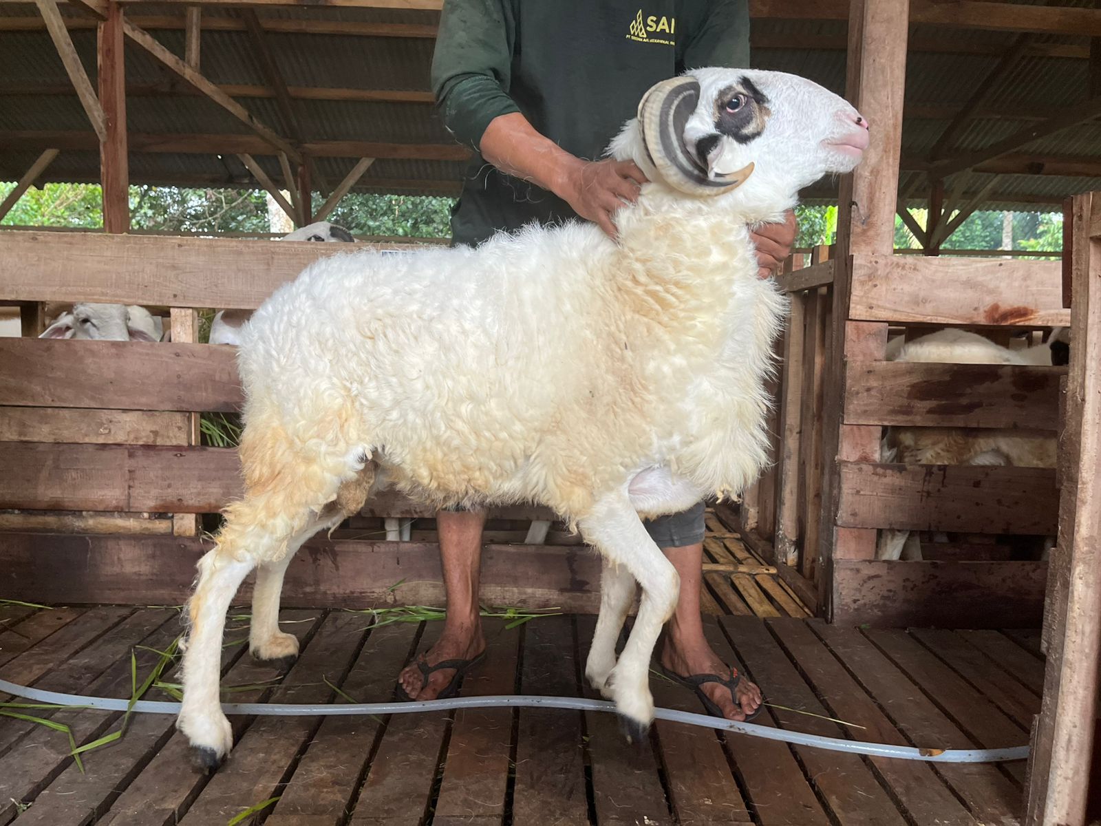 Domba 1E