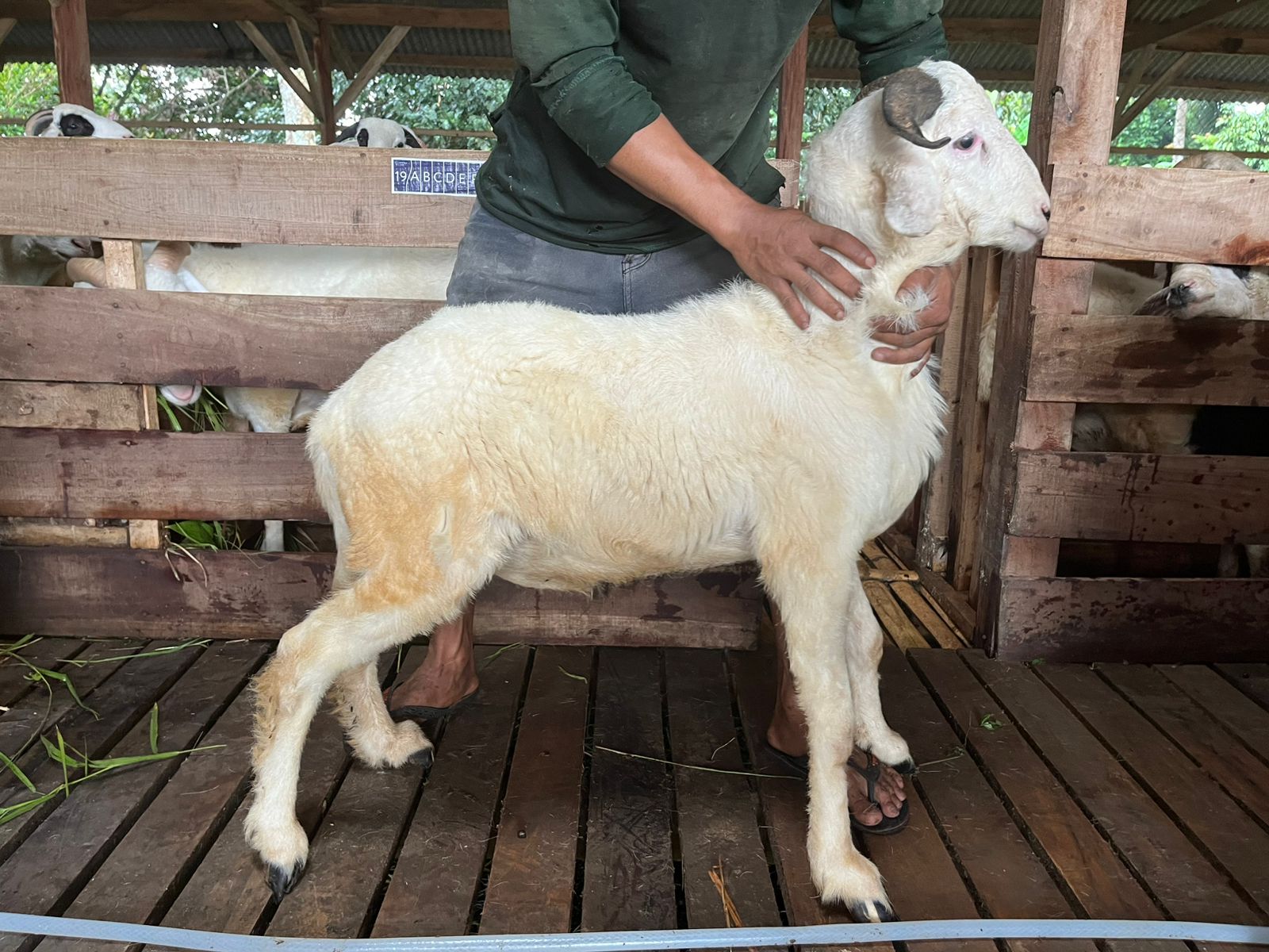 Domba 57D