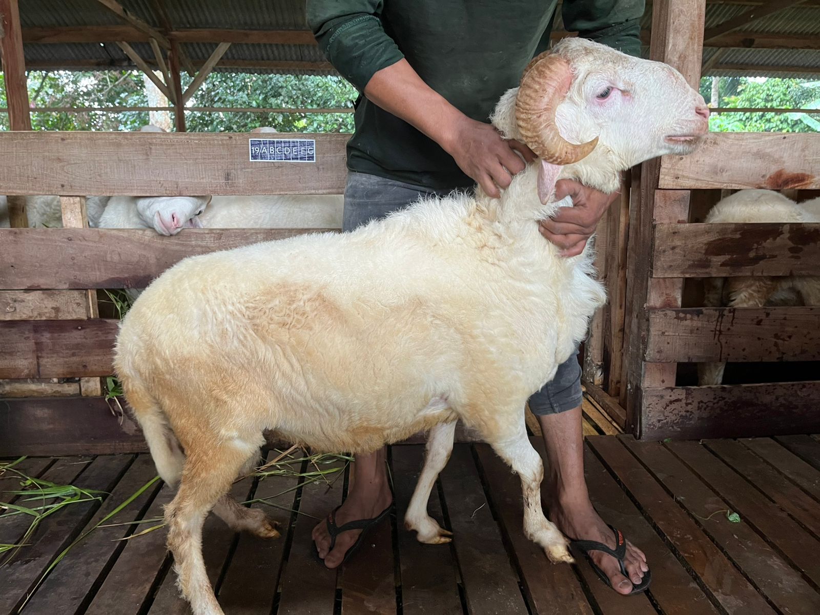 Domba 58A