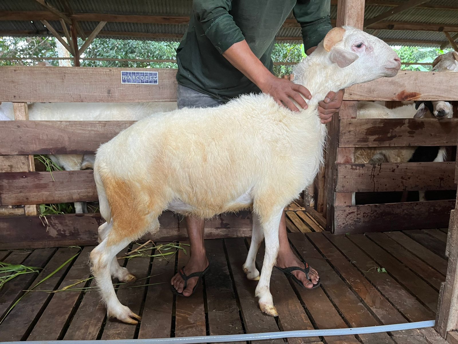 Domba 58B