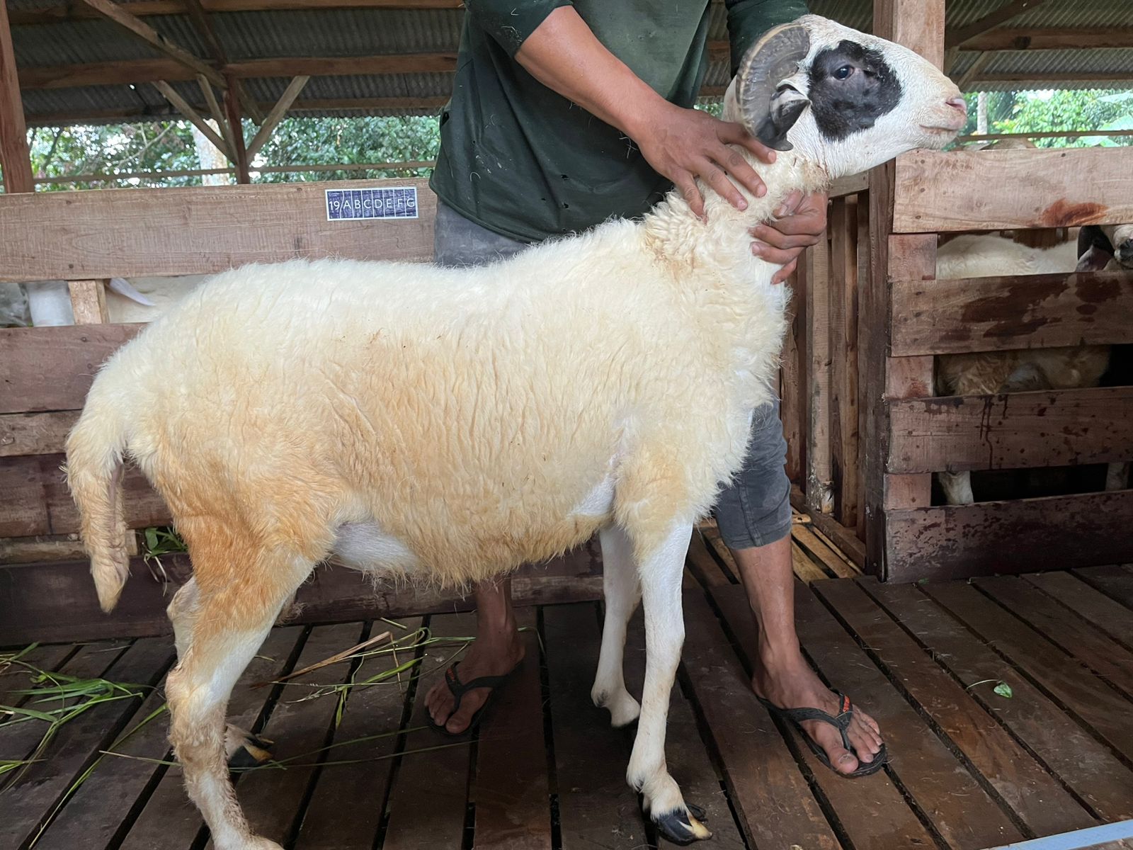 Domba 58C