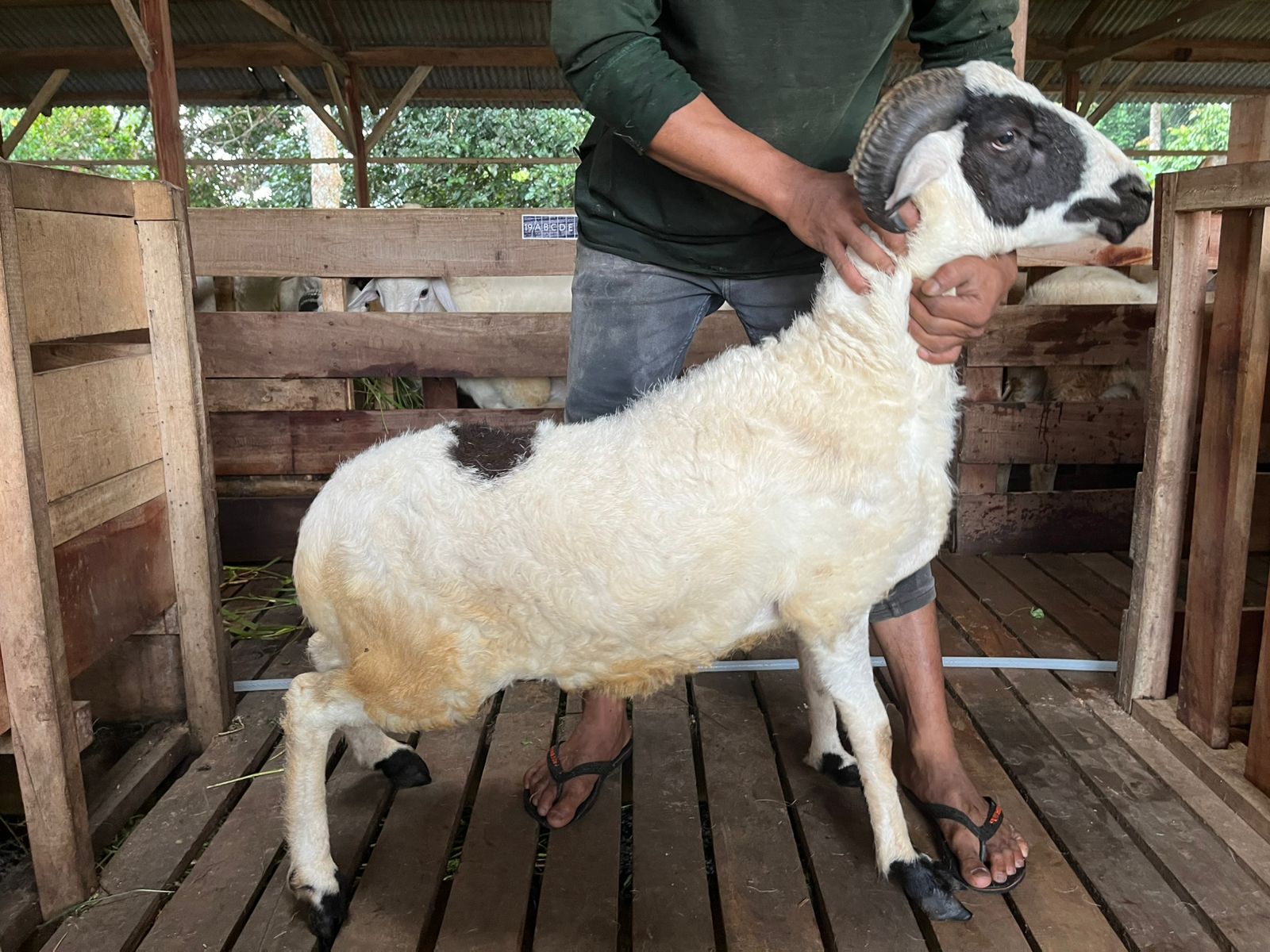 Domba 59G