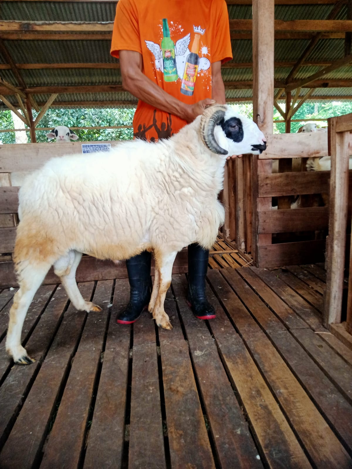 Domba 2G