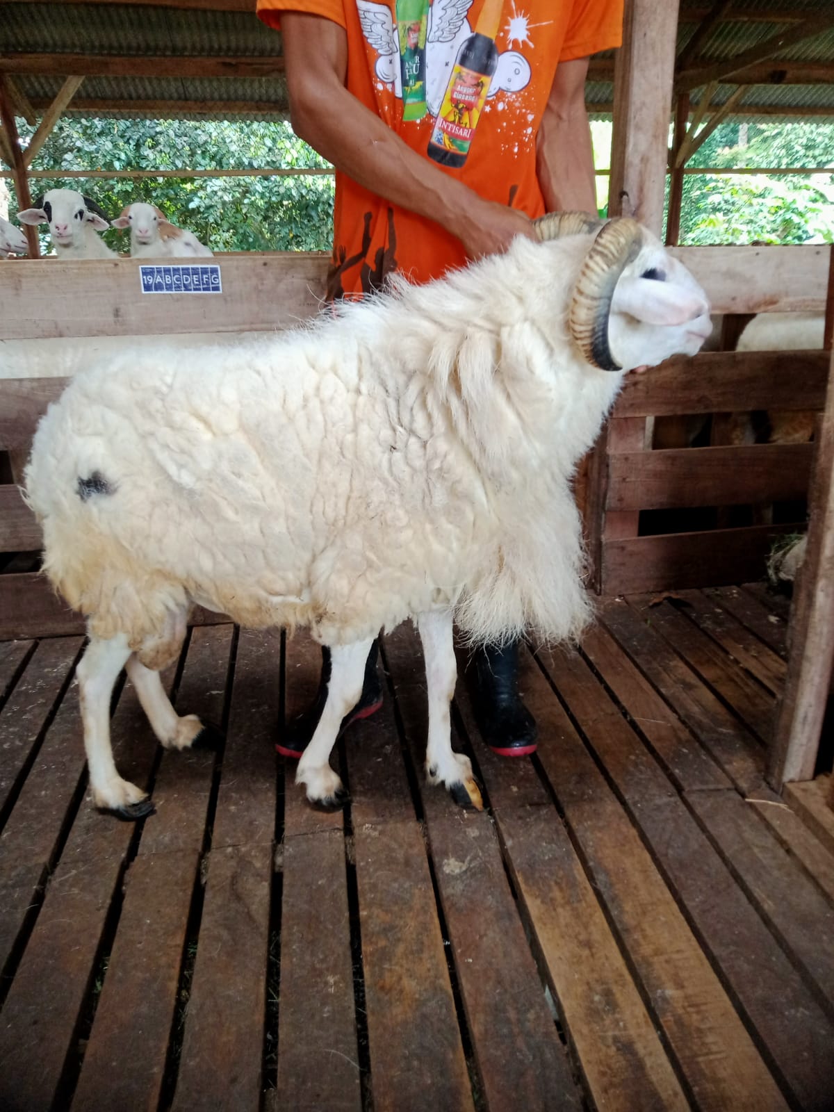 Domba 4A