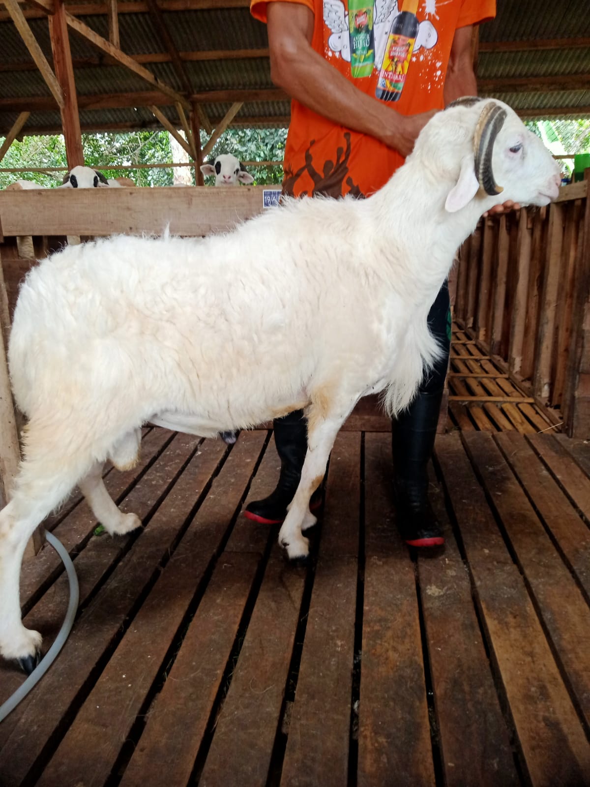 Domba 5E