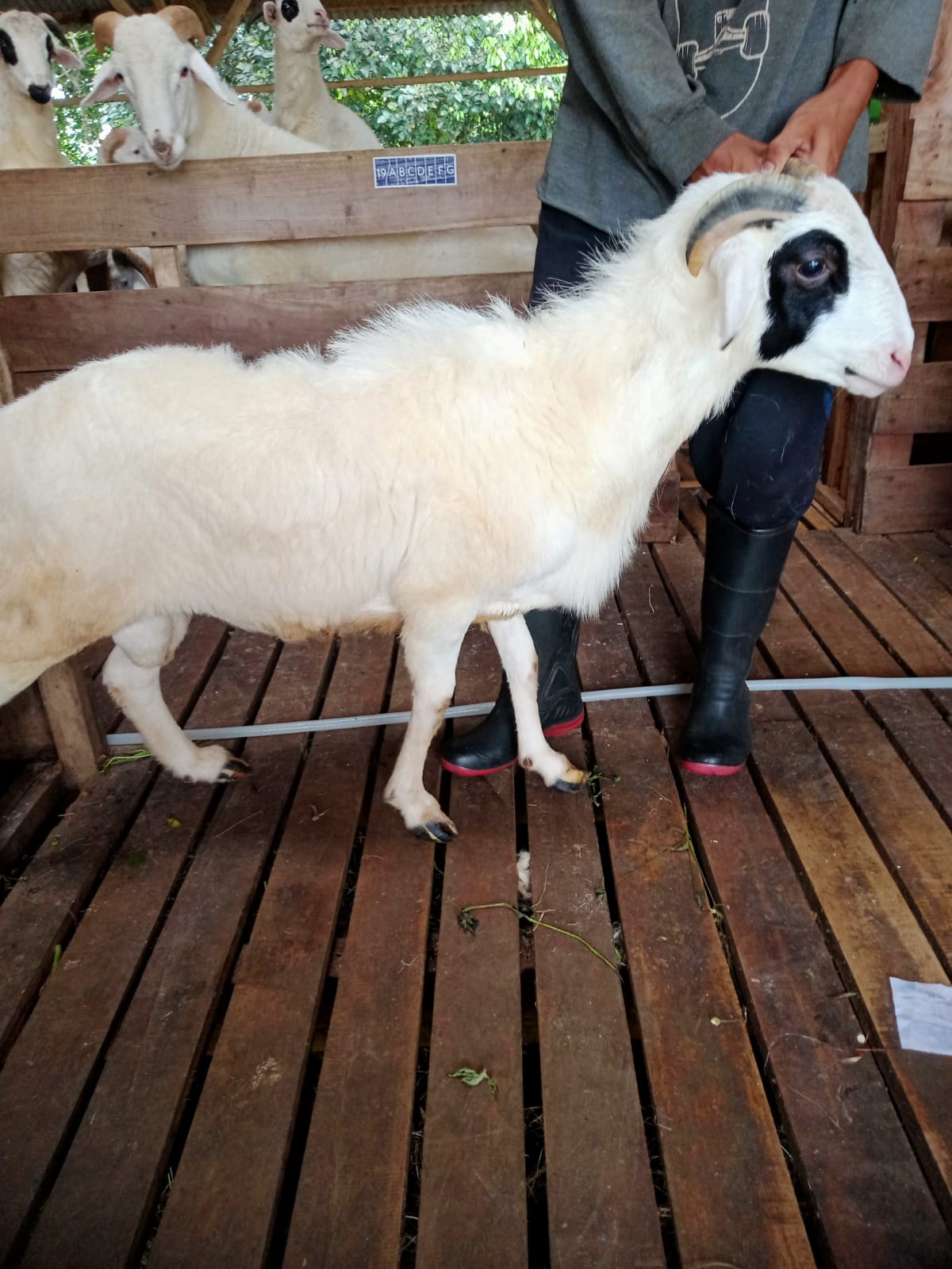 Domba 30A