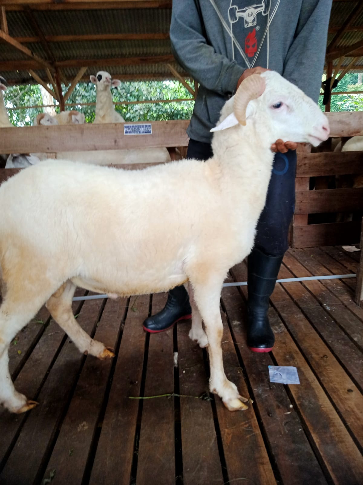 Domba 30D