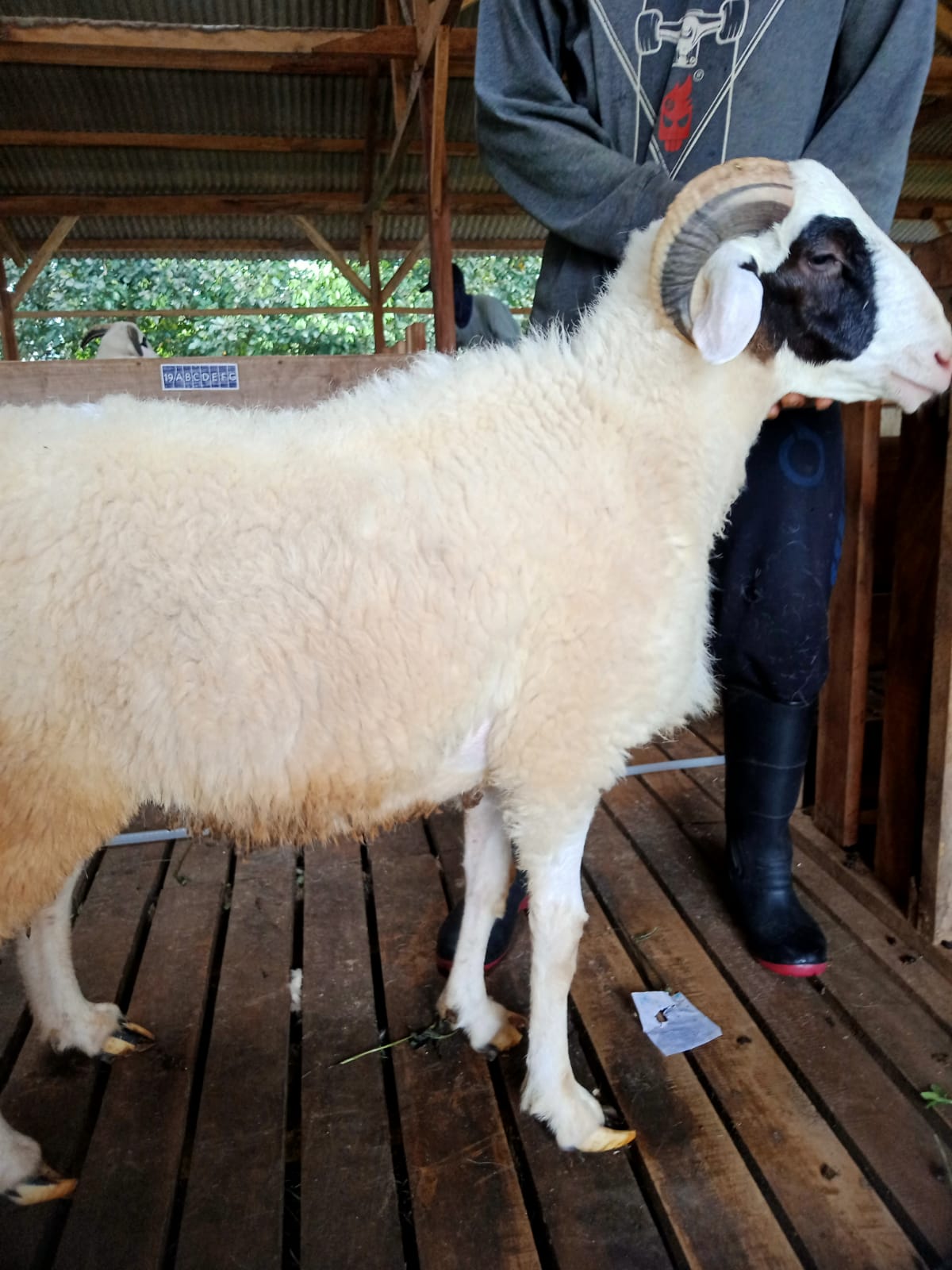 Domba 30E