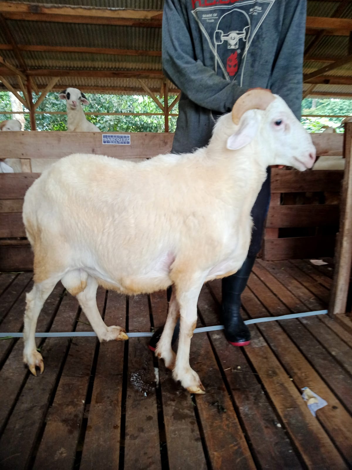 Domba 31A