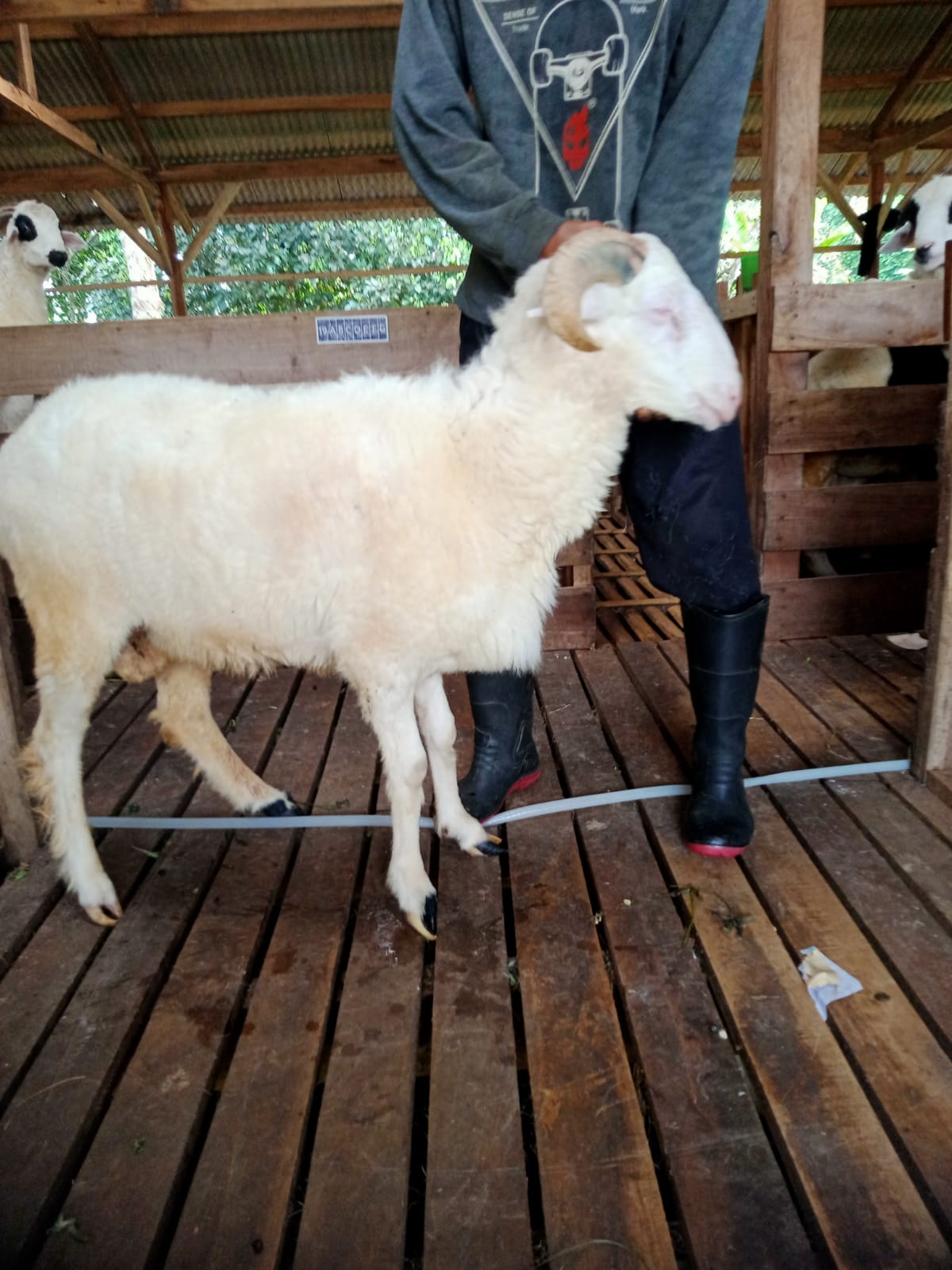 Domba 31C