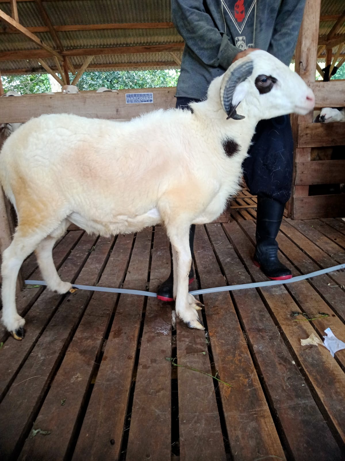Domba 31G