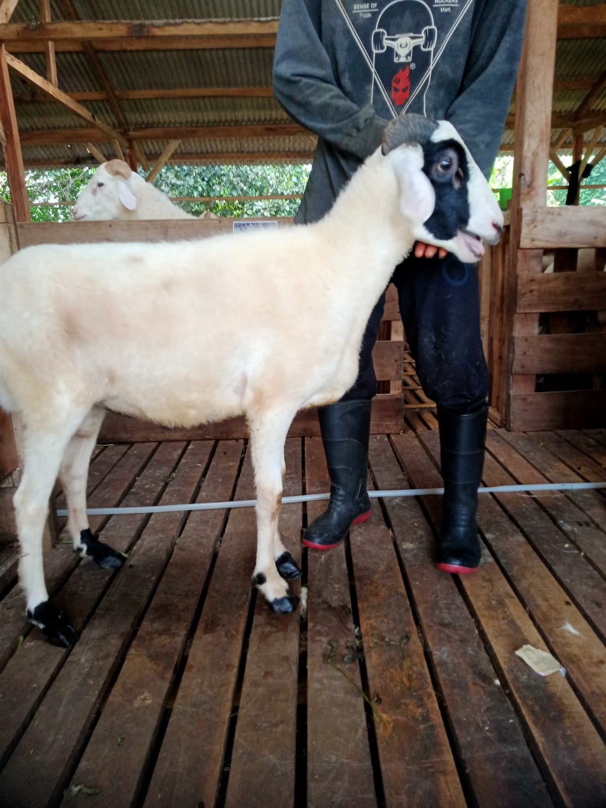 Domba 32E