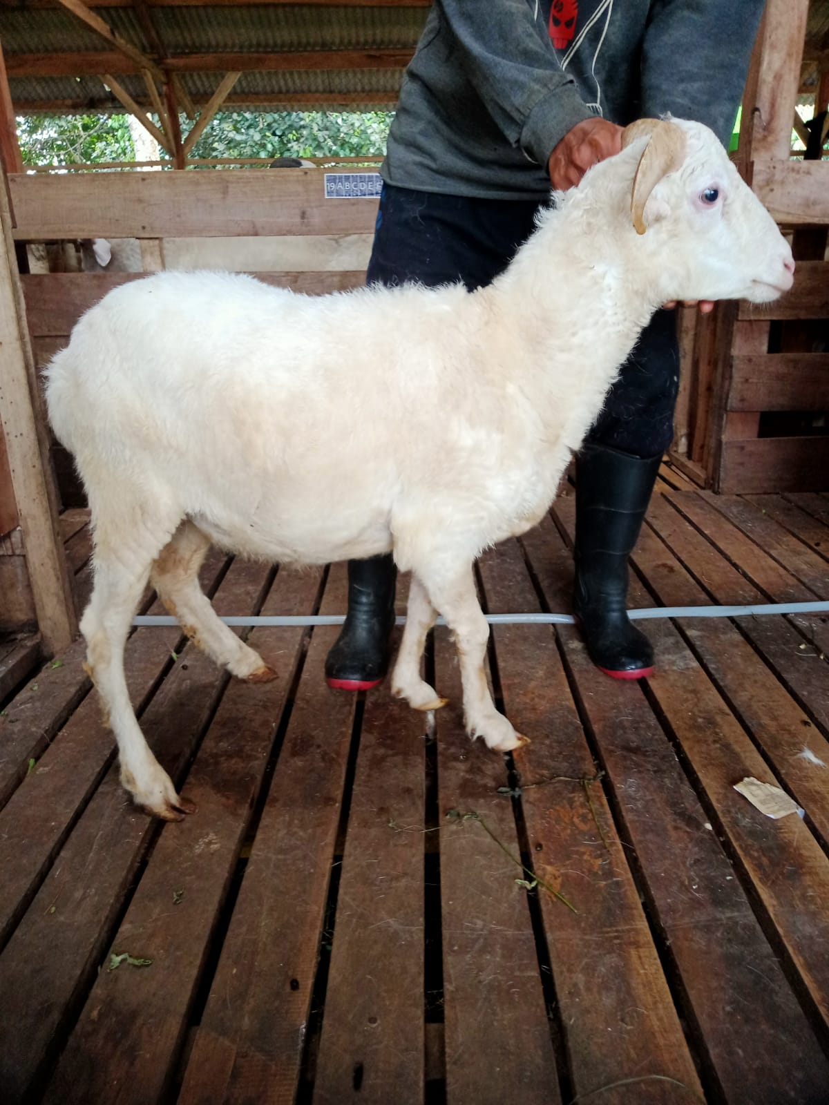 Domba 32G
