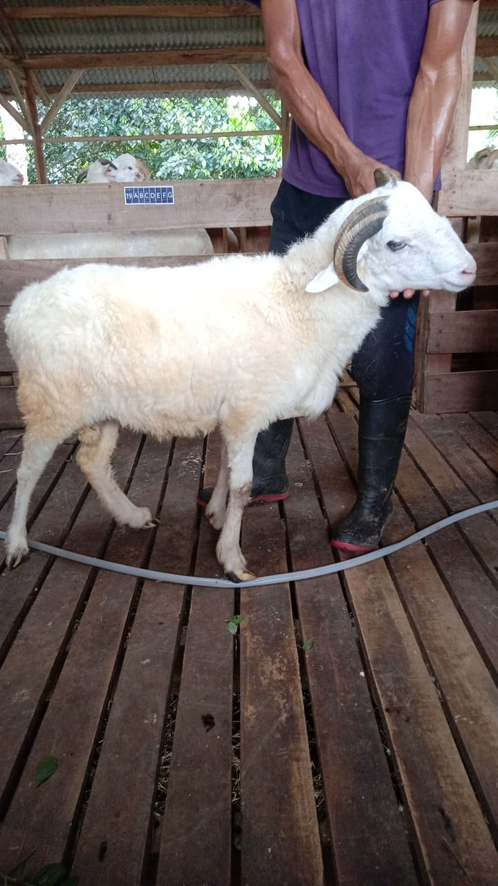 Domba 51G