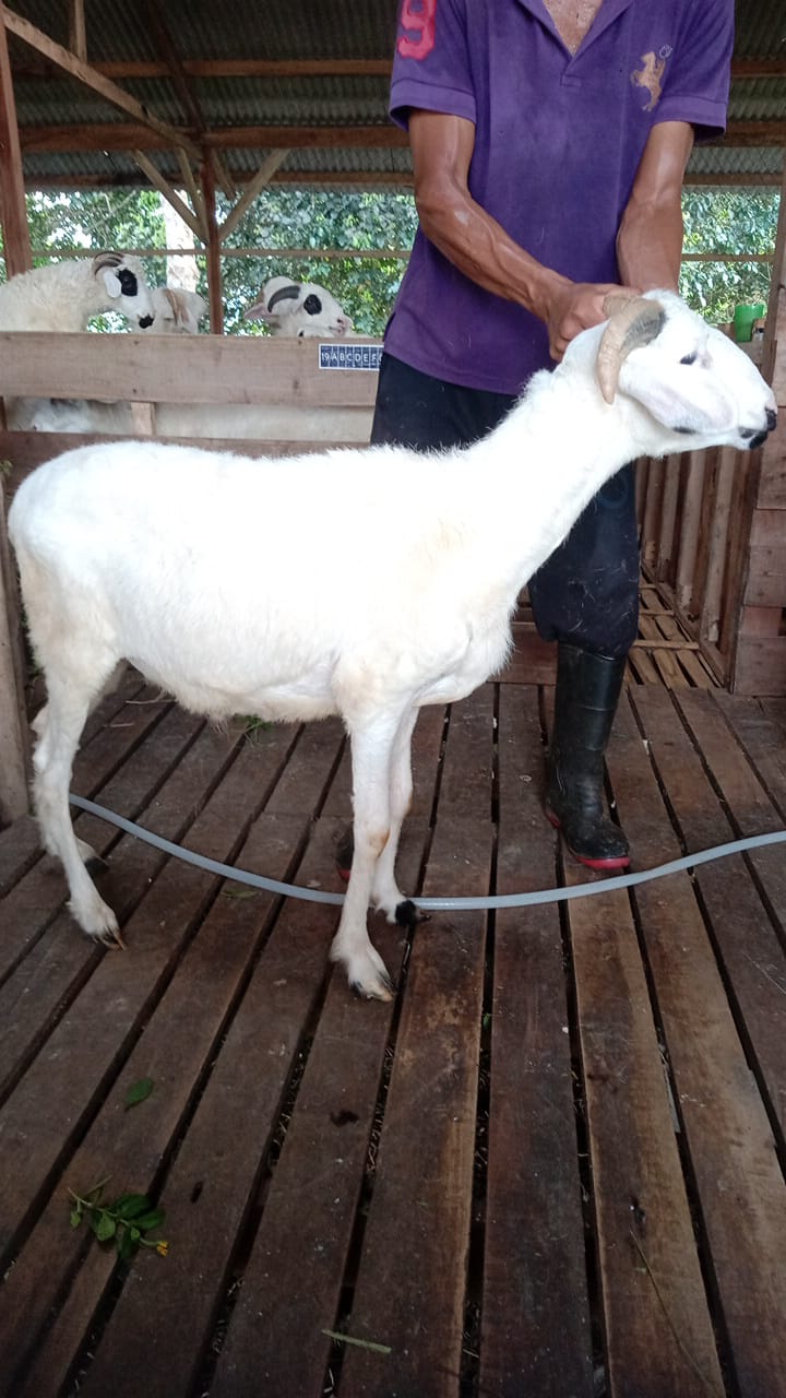 Domba 52F
