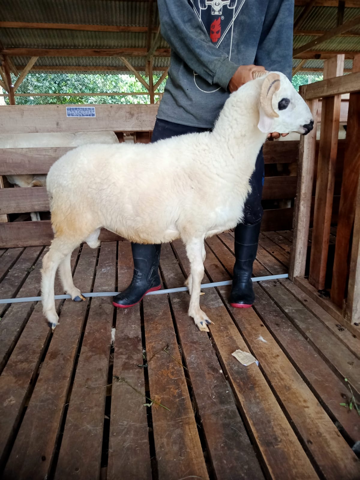 Domba 33B