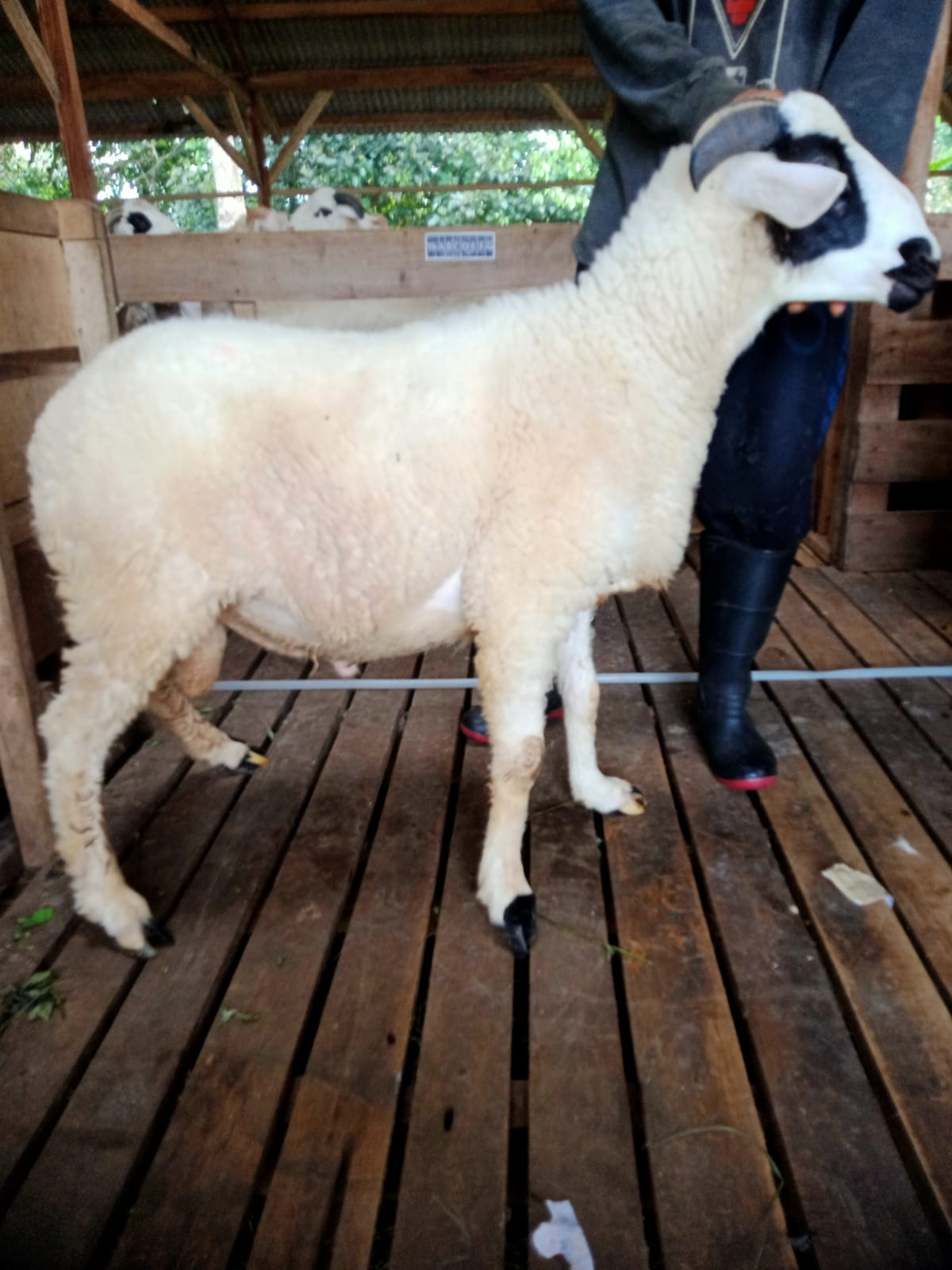 Domba 33F