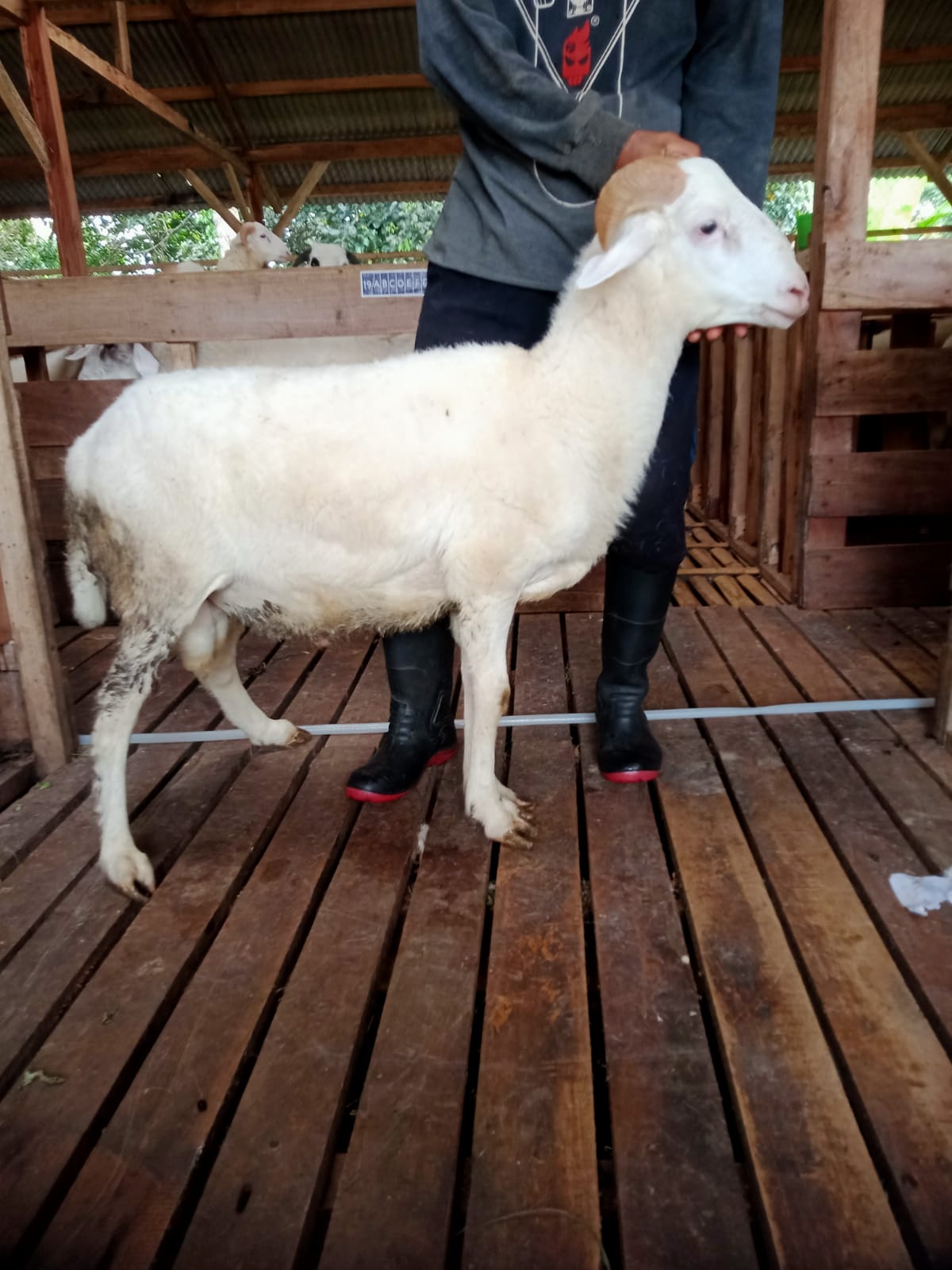 Domba 34C