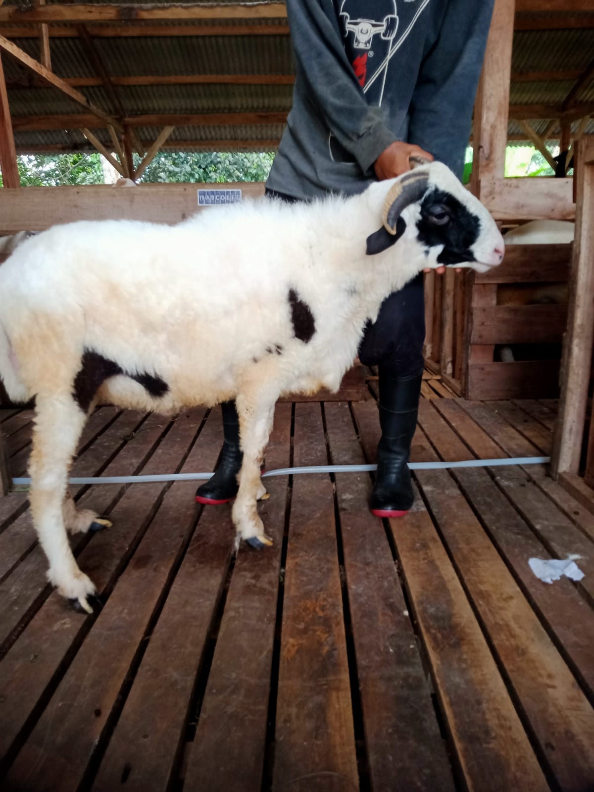 Domba 34D