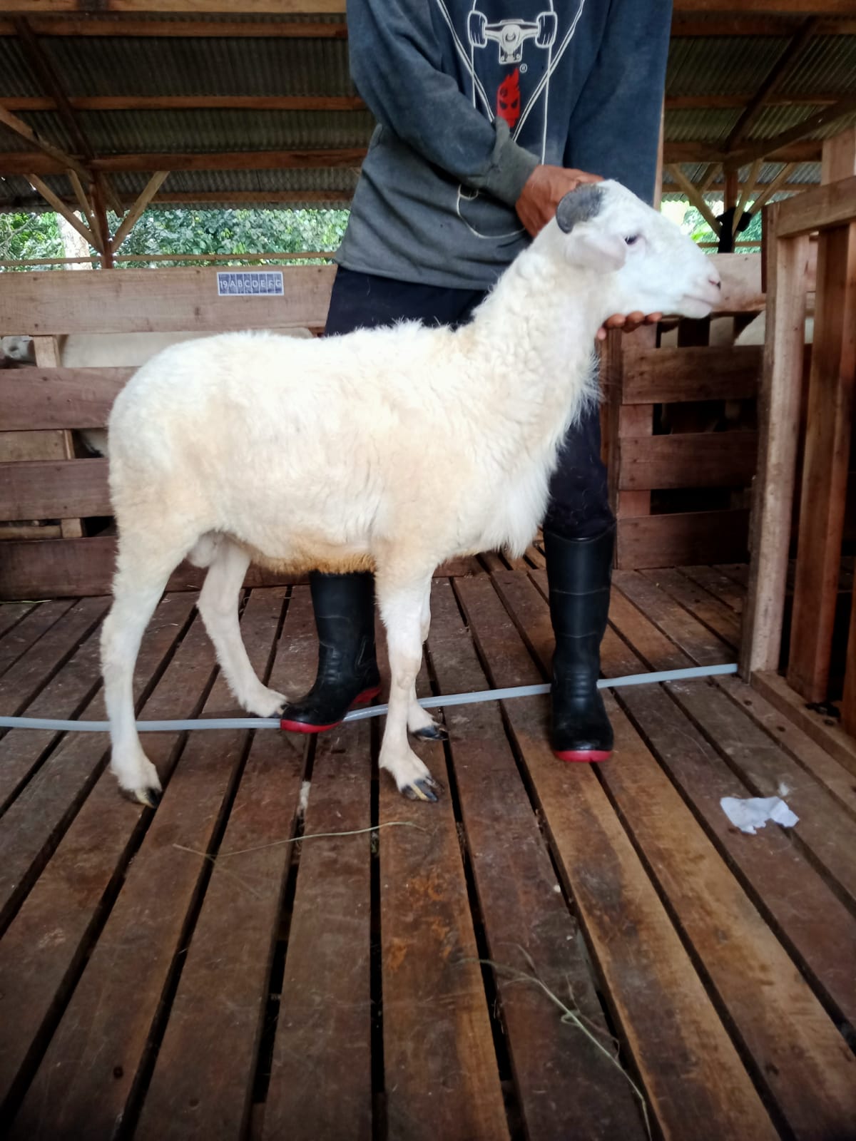 Domba 34G