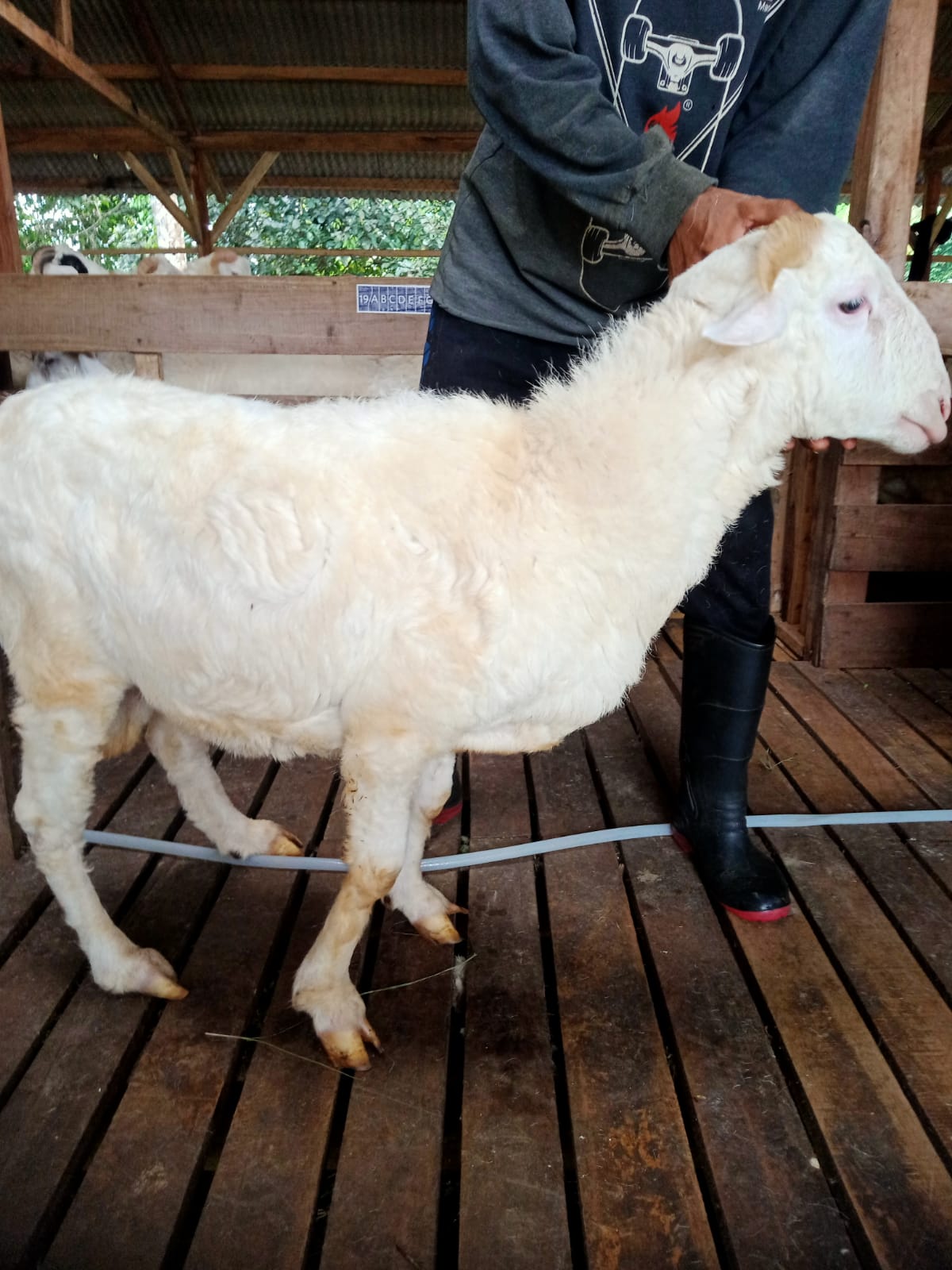 Domba 35A
