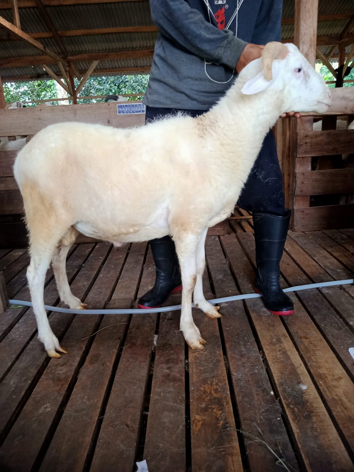 Domba 35C