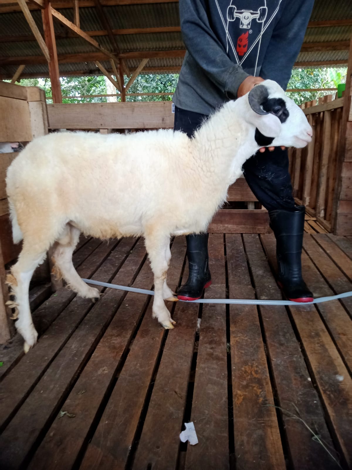 Domba 35D