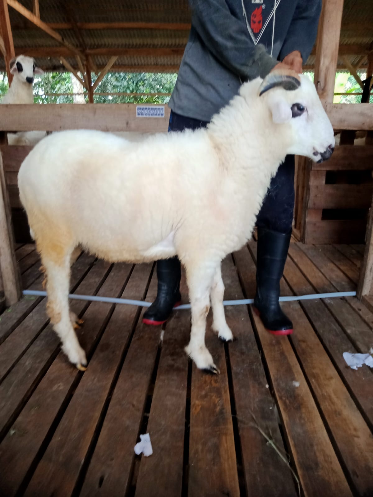 Domba 35E