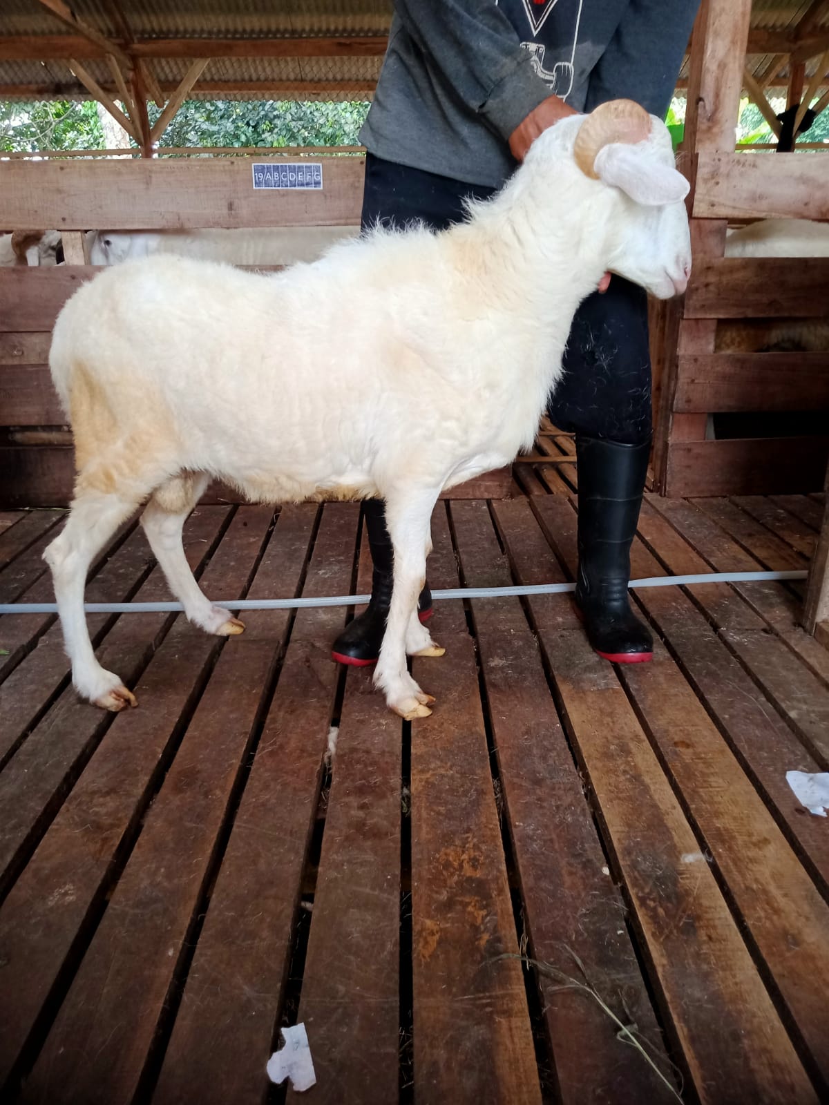 Domba 35G