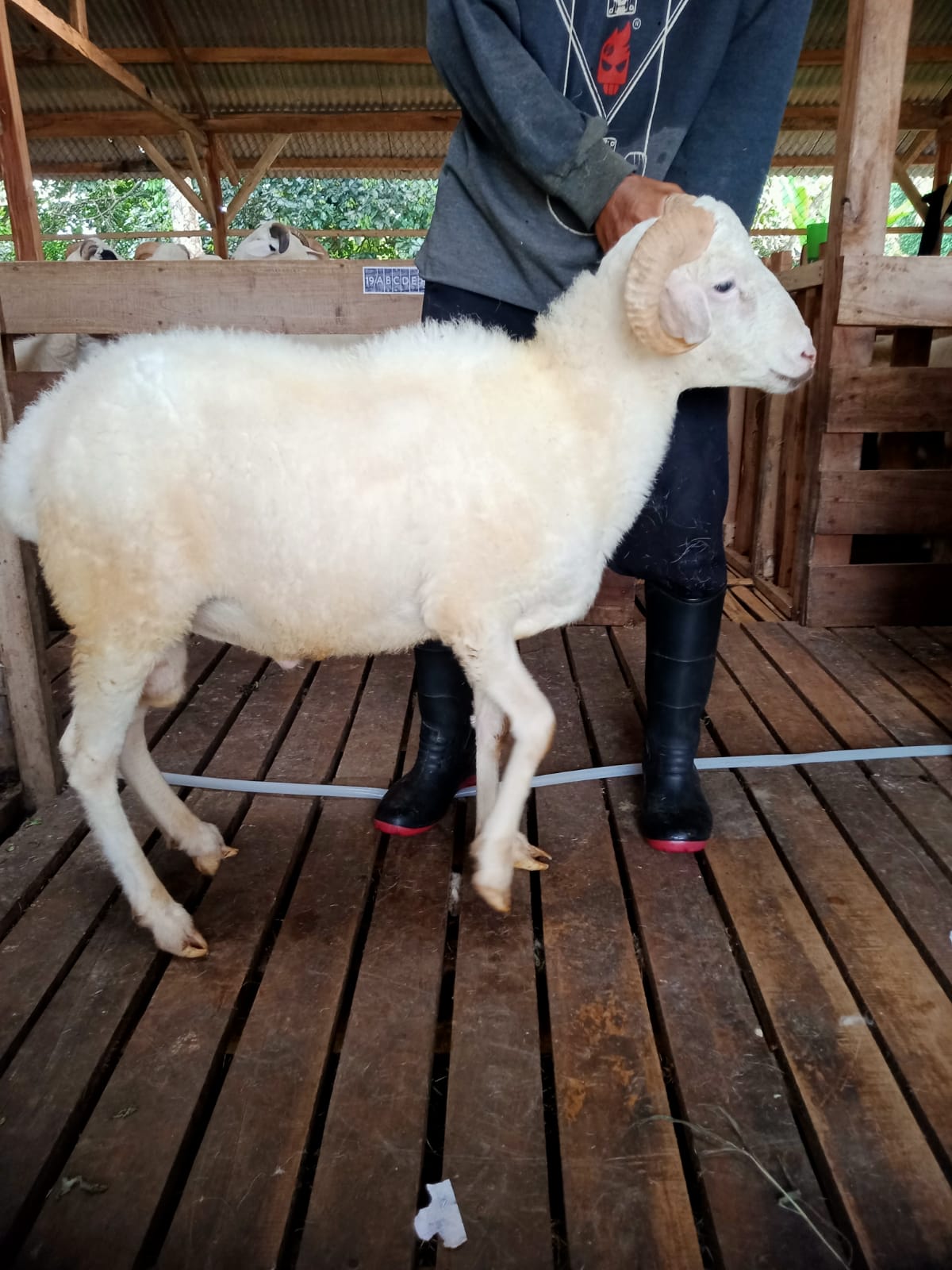 Domba 36A