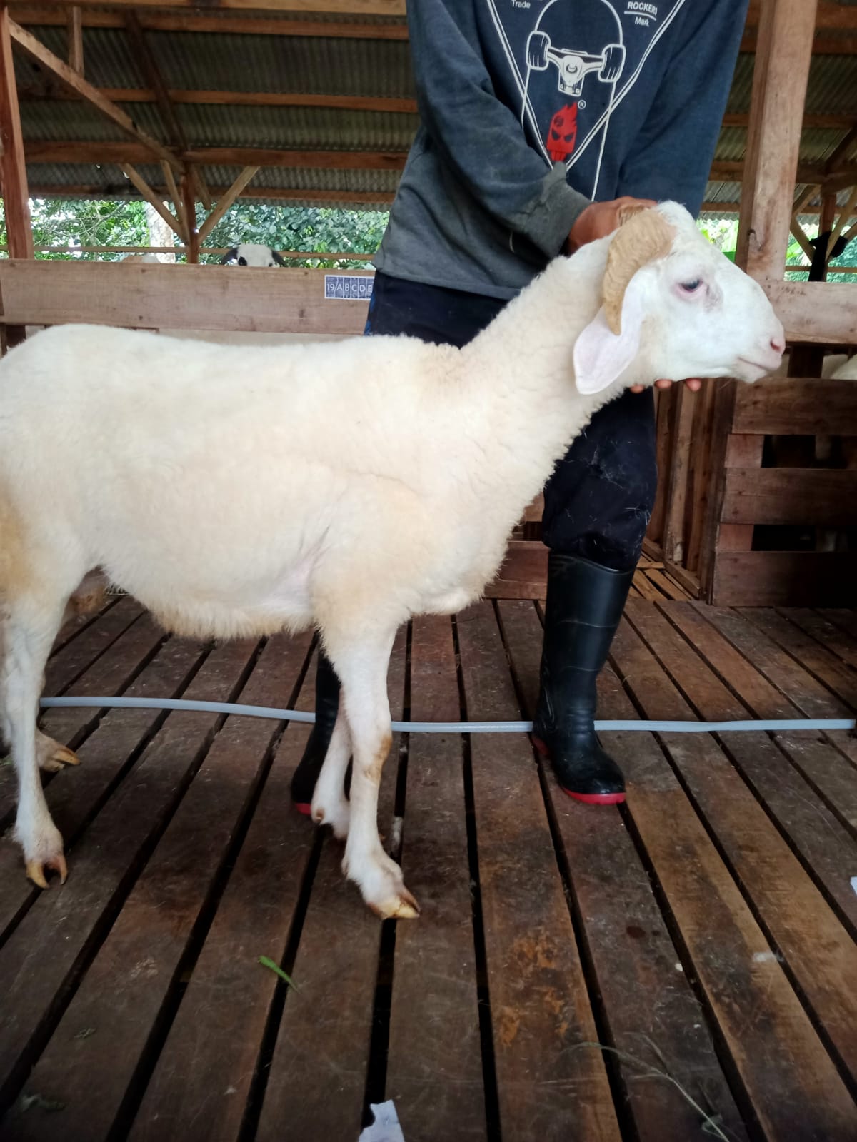 Domba 36B