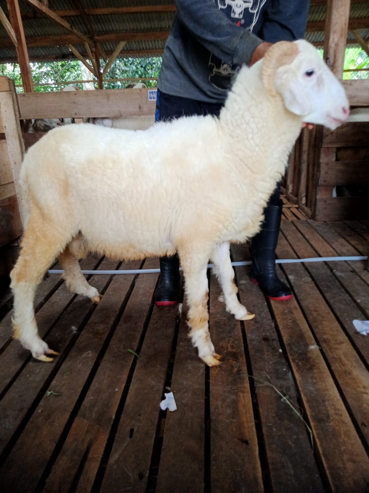 Domba 36C