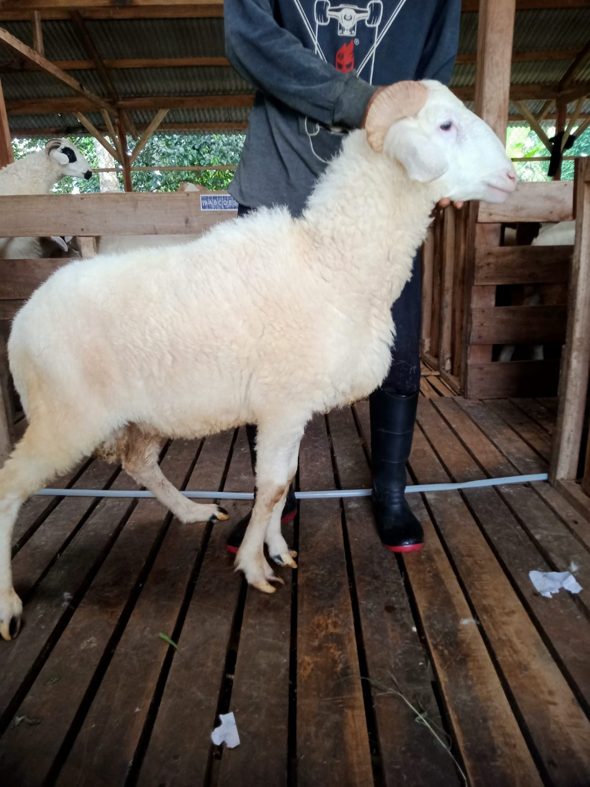 Domba 36D