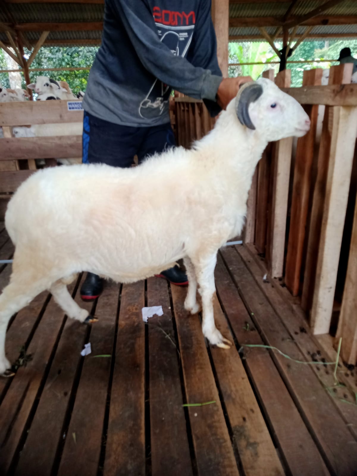 Domba 37B