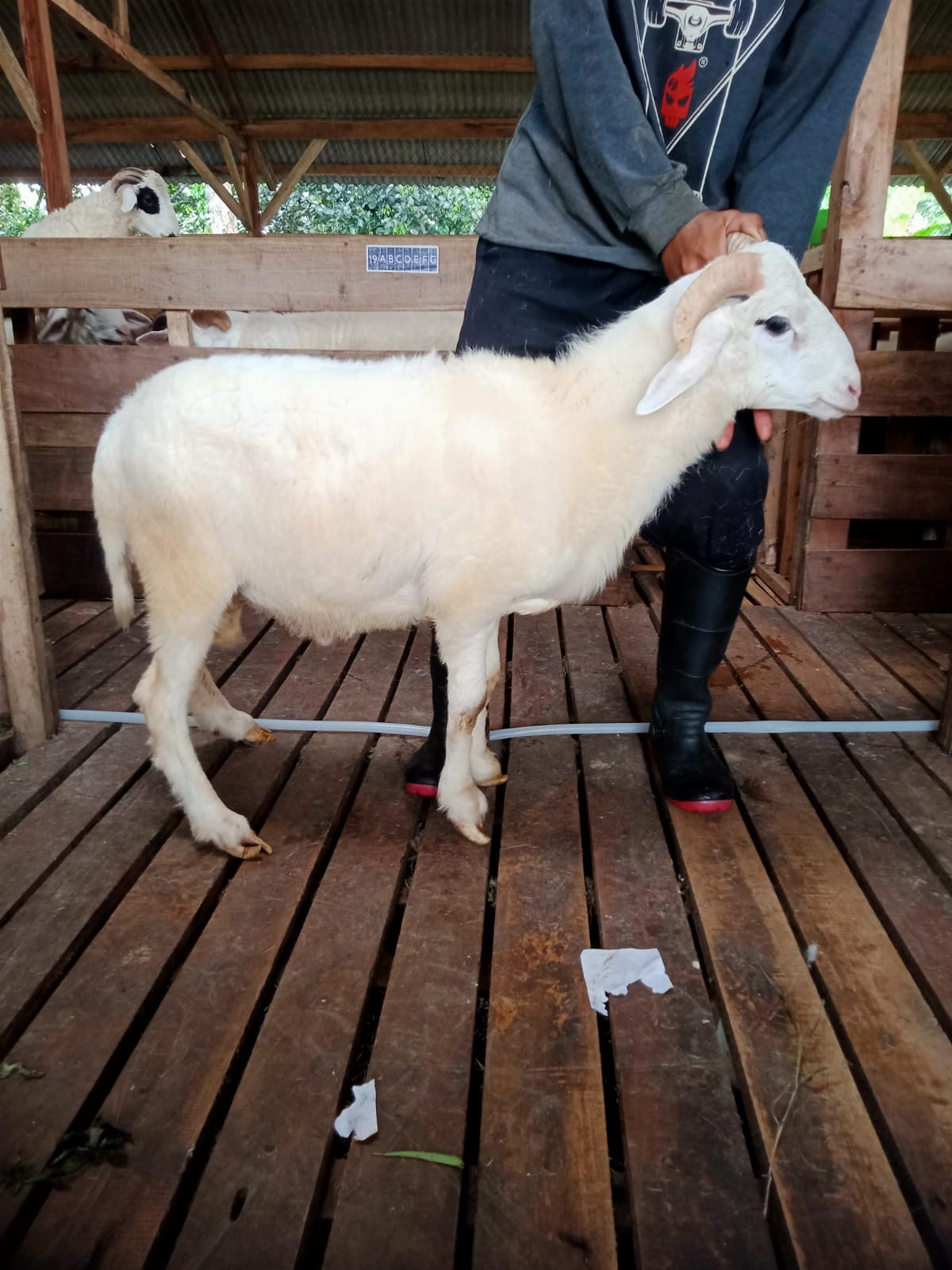 Domba 37G
