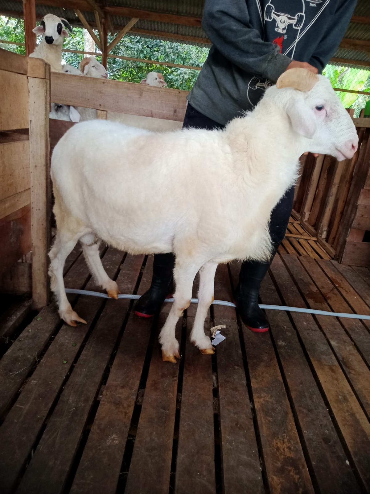 Domba 38A