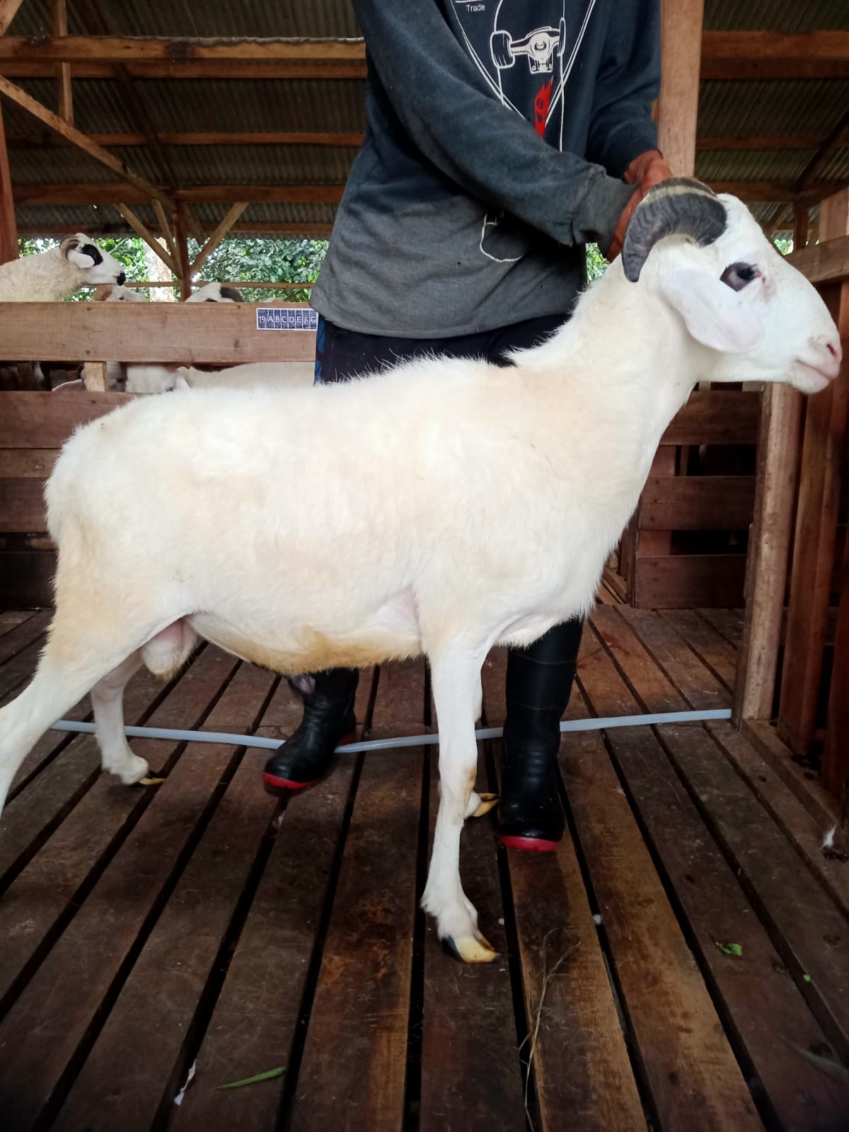 Domba 38C