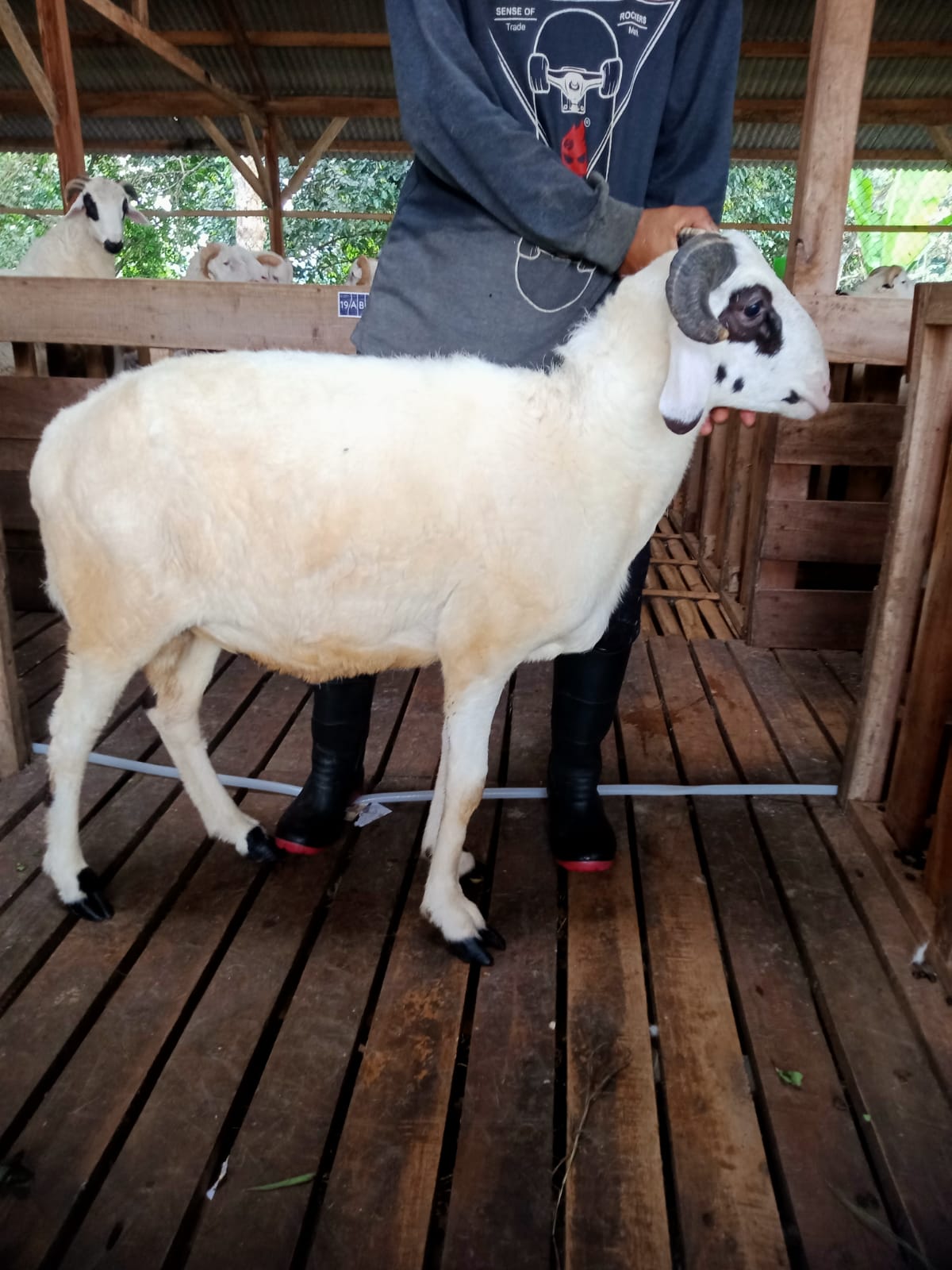 Domba 38D