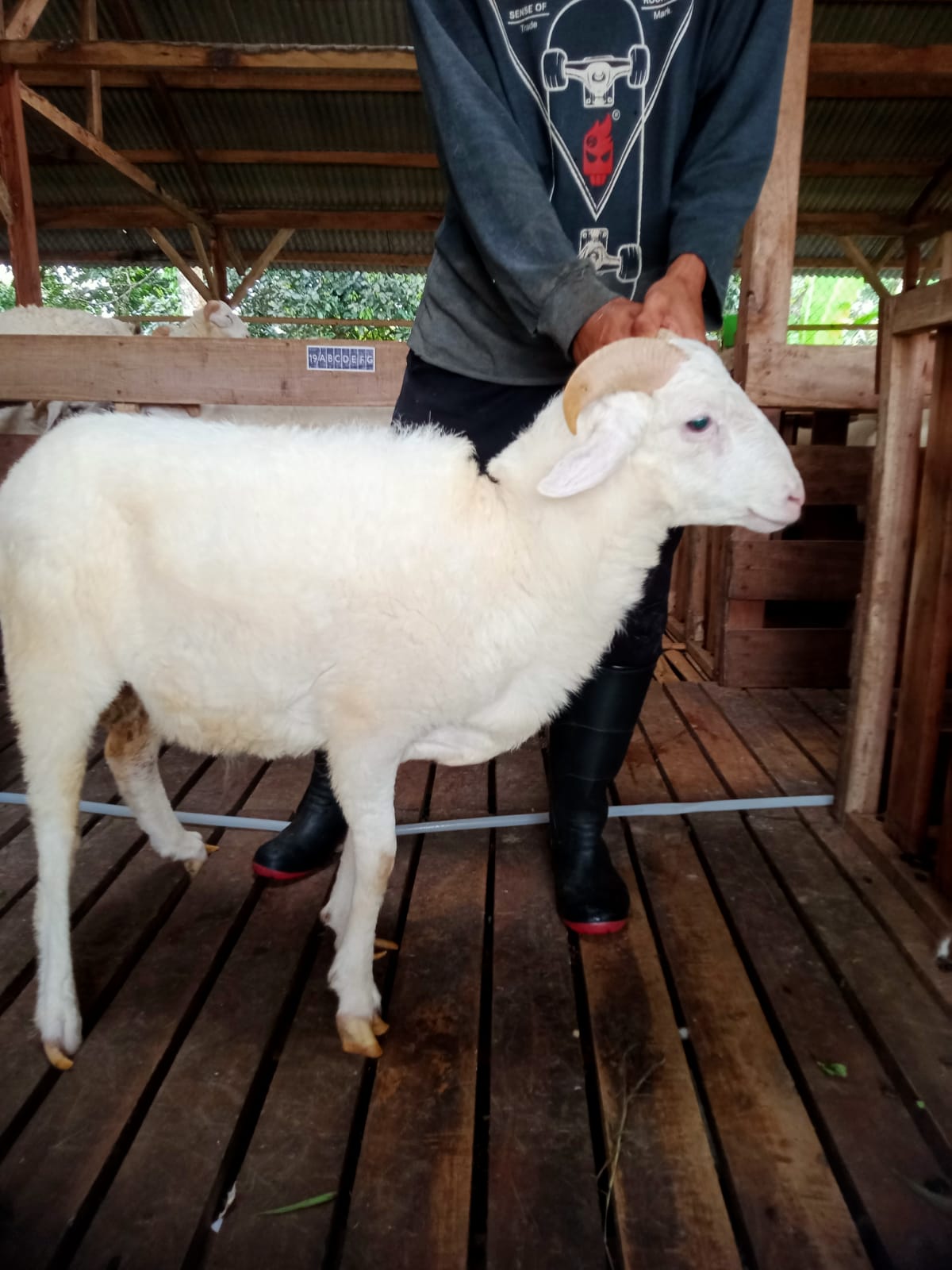Domba 38E