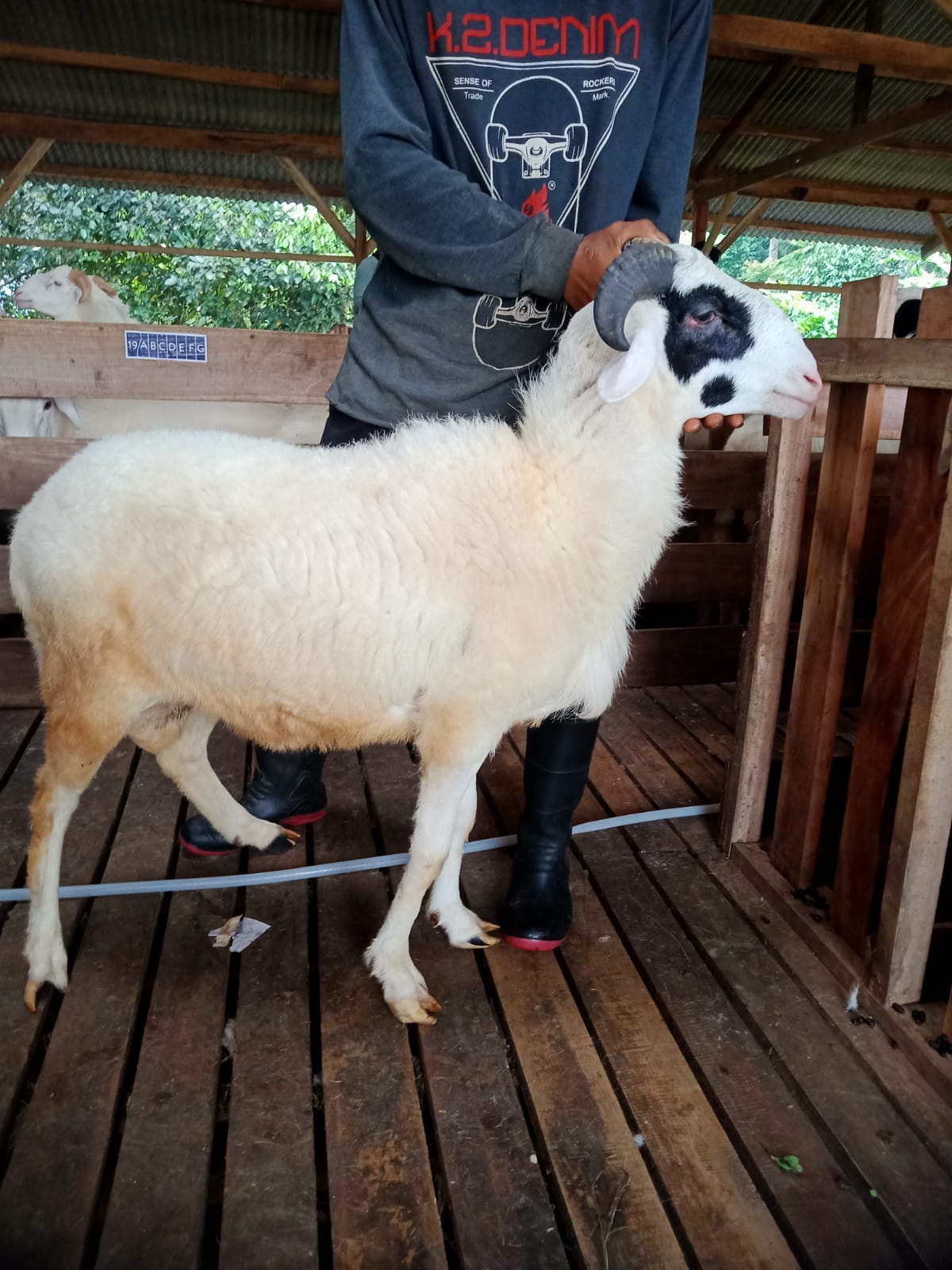 Domba 39A