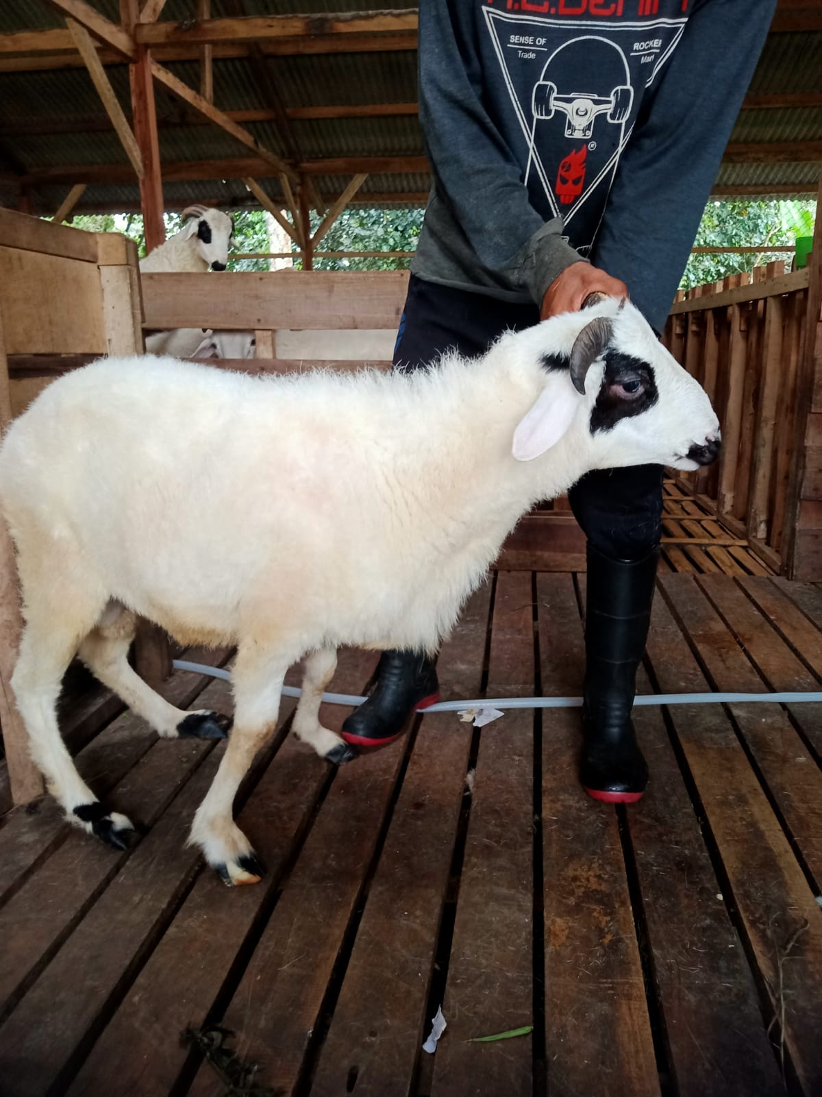 Domba 39D