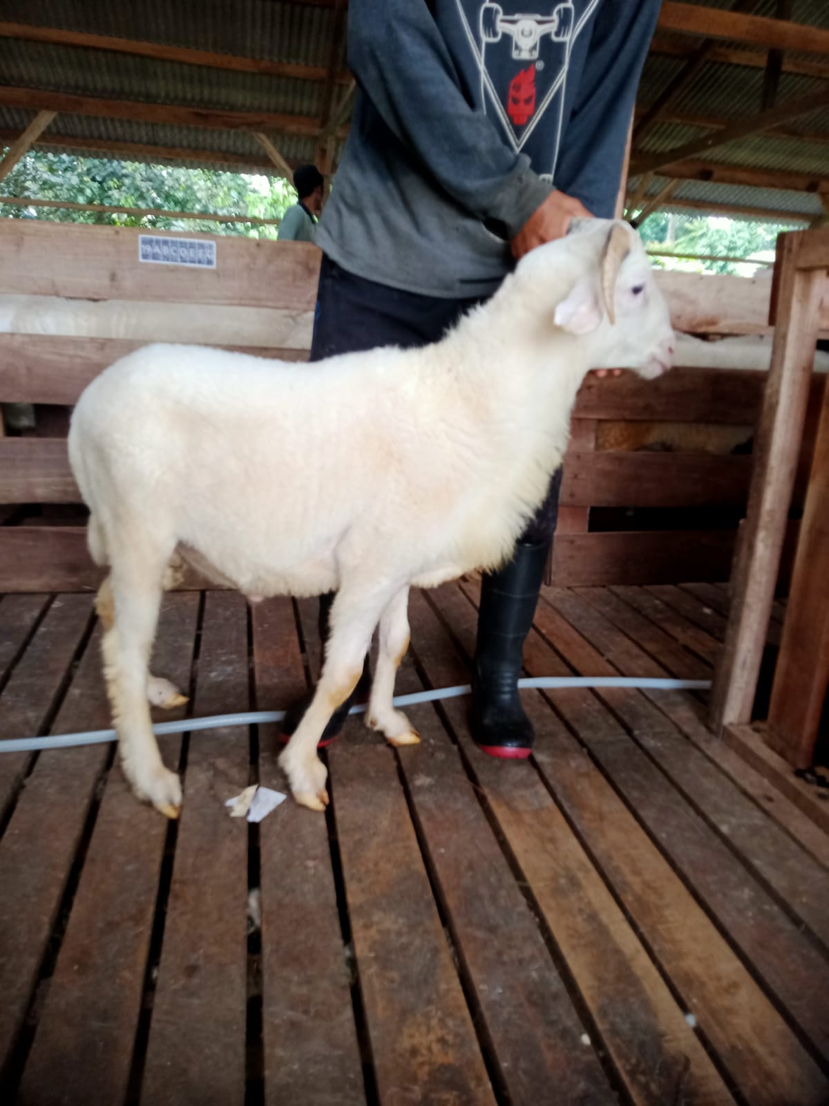 Domba 39G