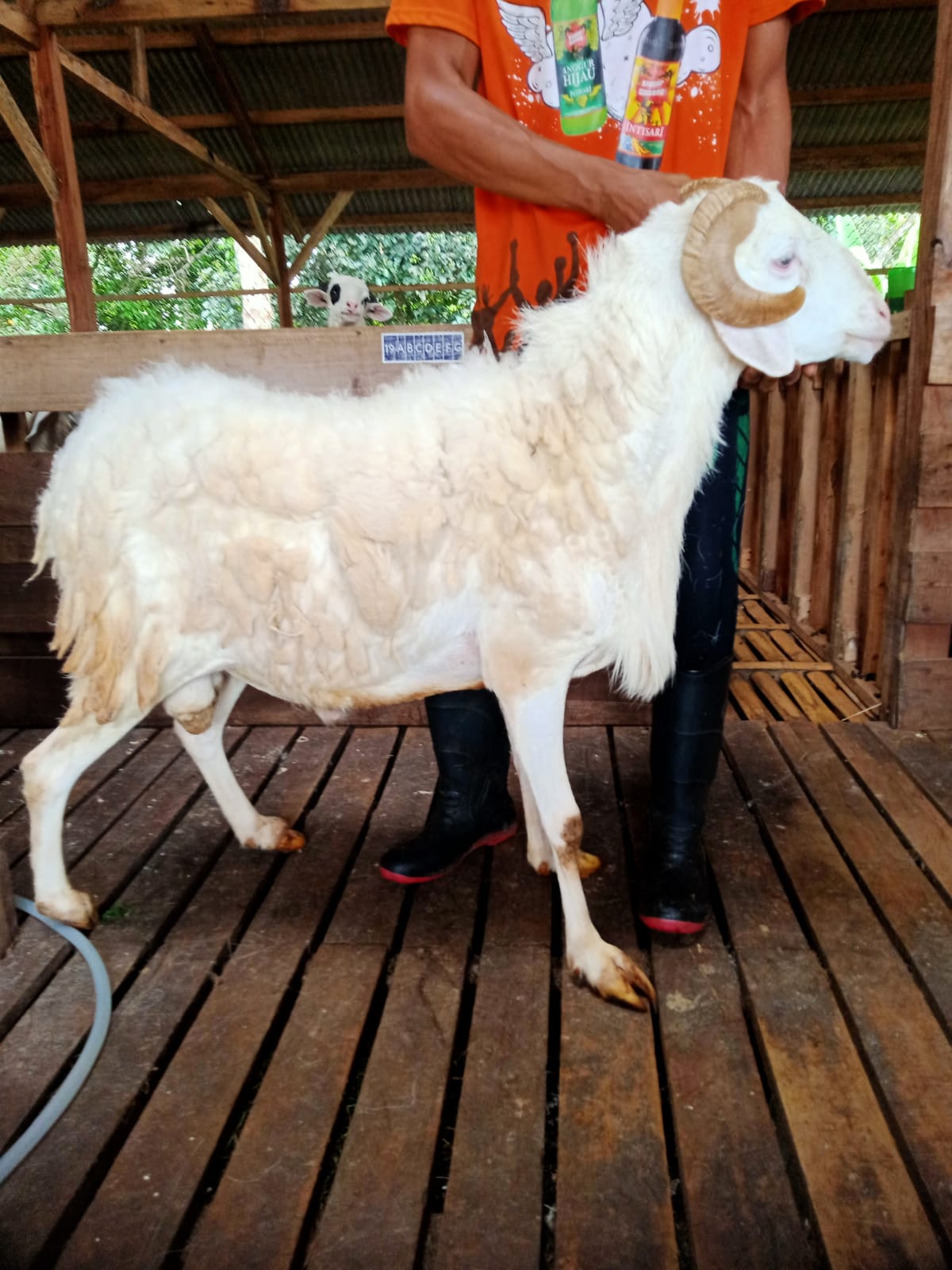 Domba 5B