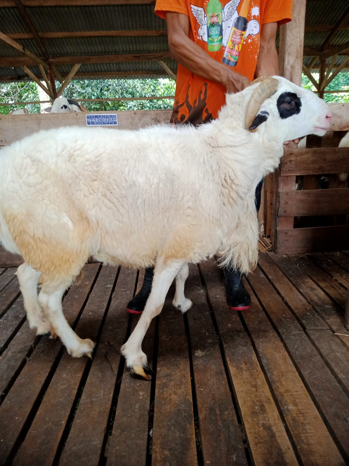 Domba 5D
