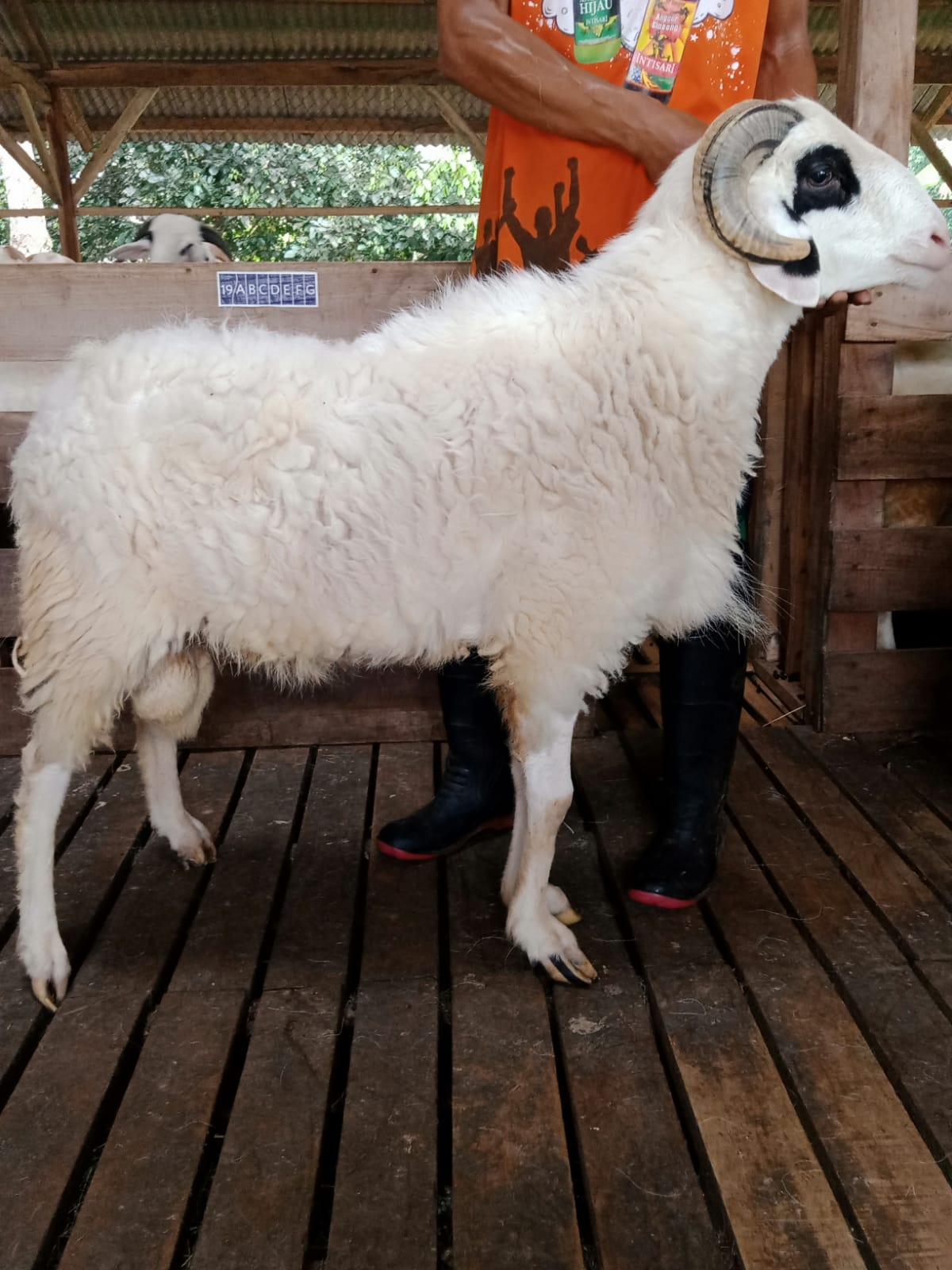 Domba 6C