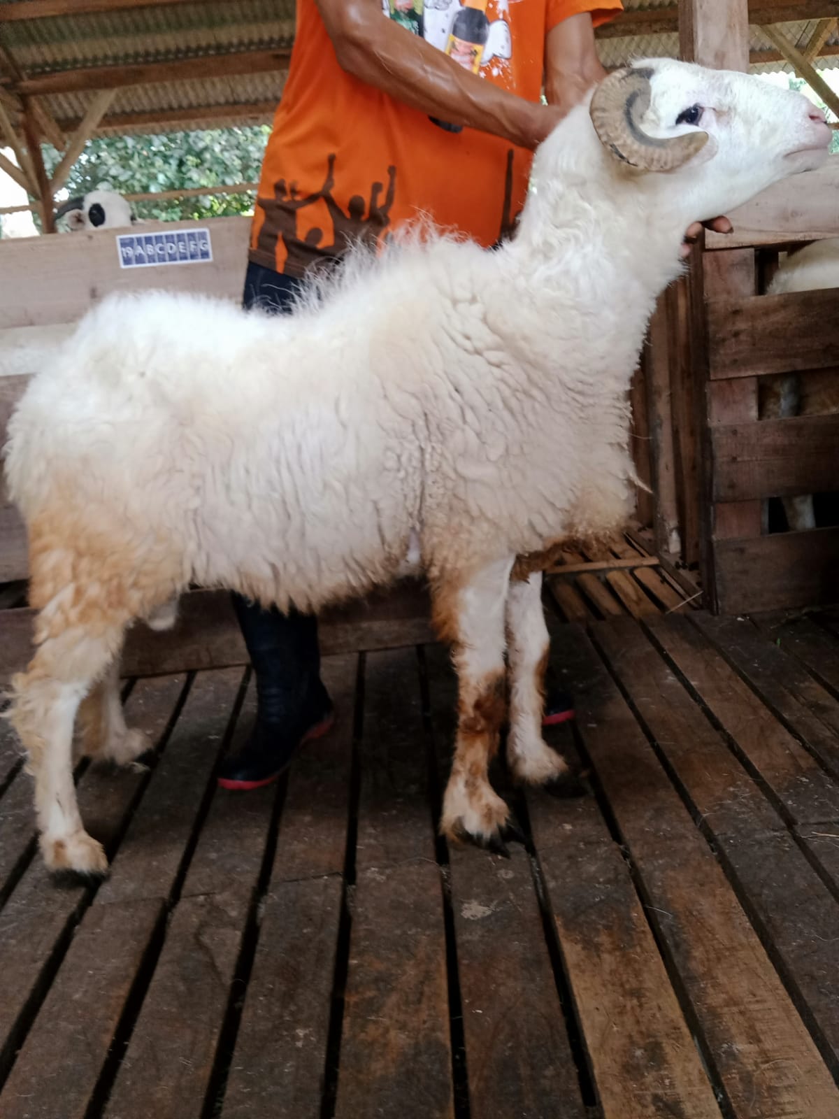 Domba 6G