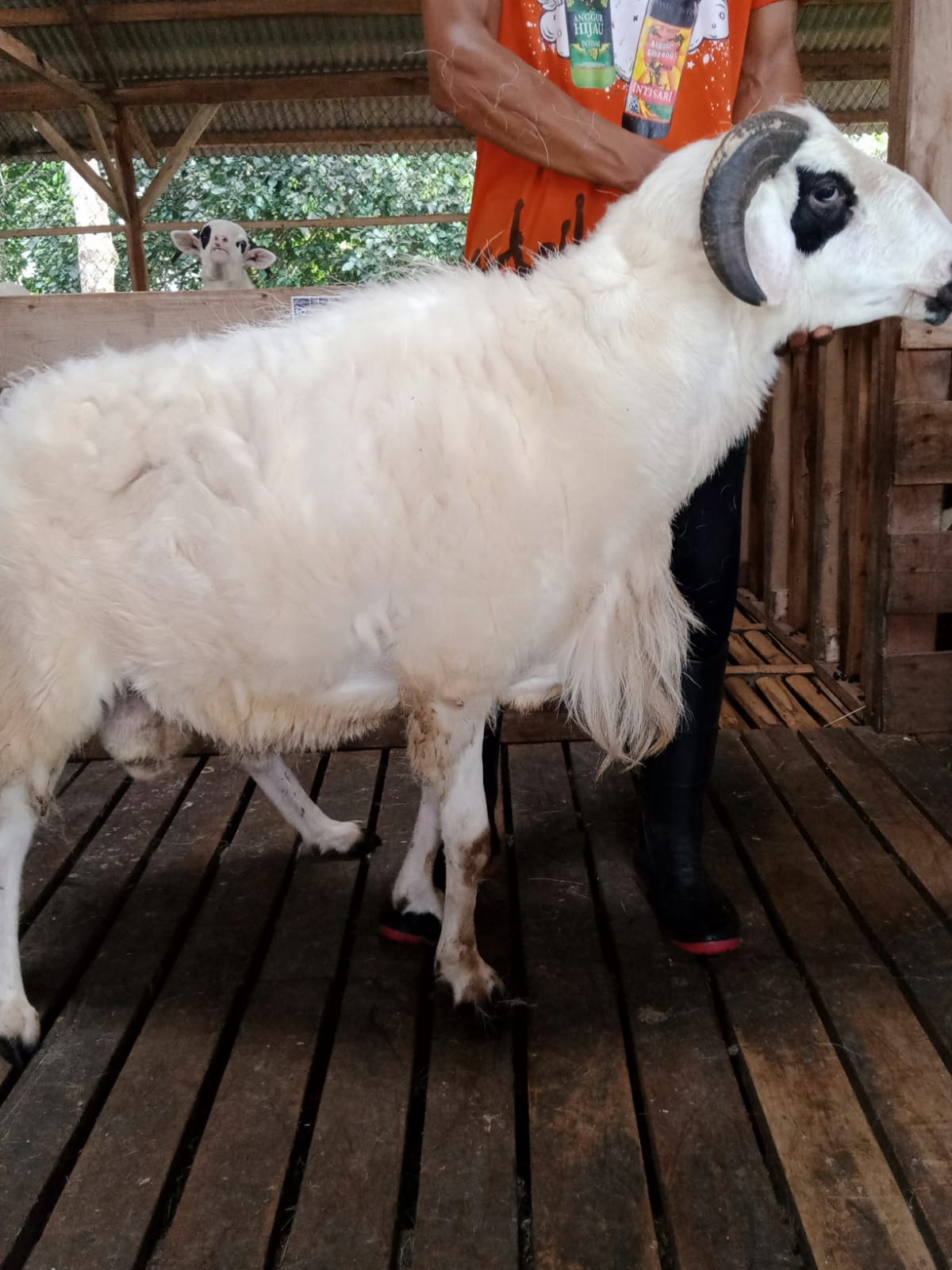 Domba 8C