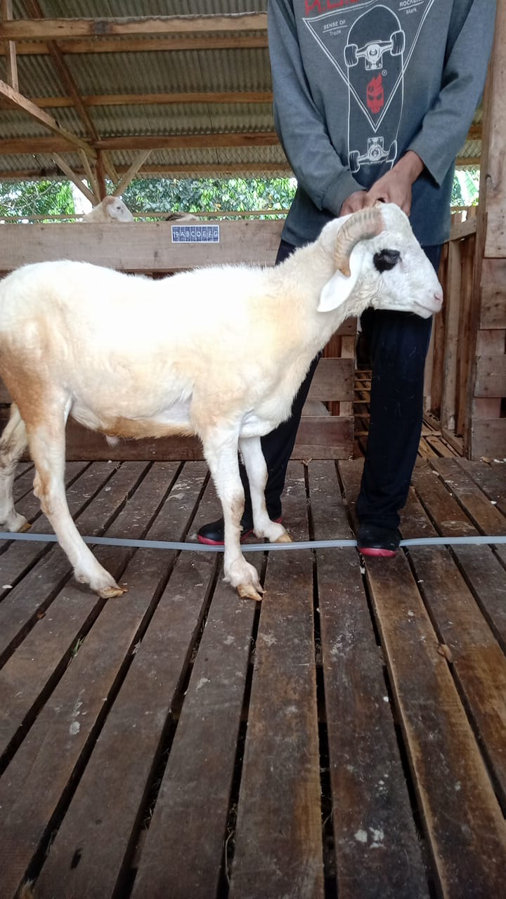 Domba 40B