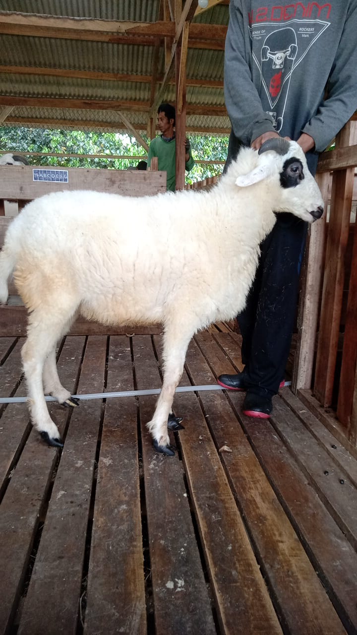 Domba 40G