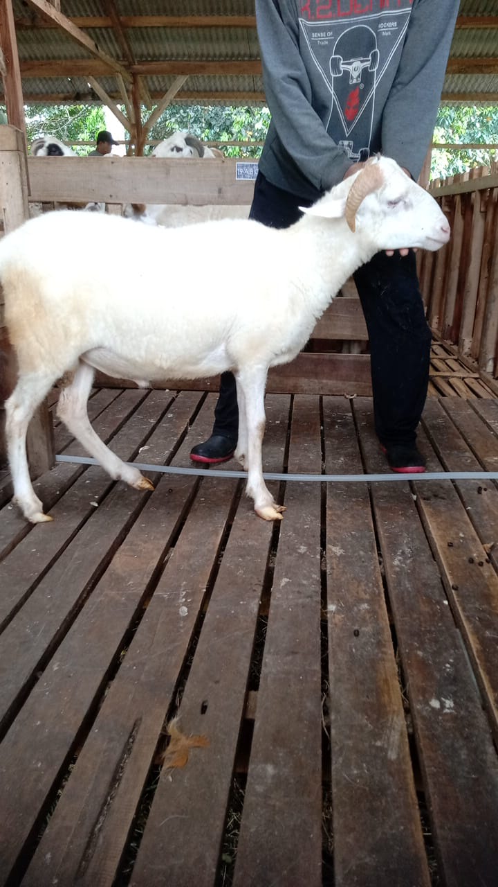 Domba 41G